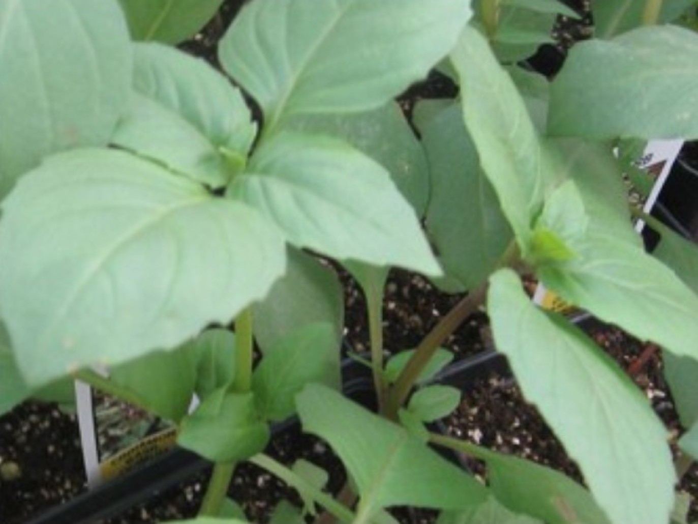 Ocimum basilicum 'Cinnamon' / Cinnamon Basil