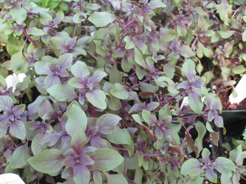 Ocimum basilicum 'Well -Sweep Purple Miniature' / 'Purple, Wind-Sweep' Basil