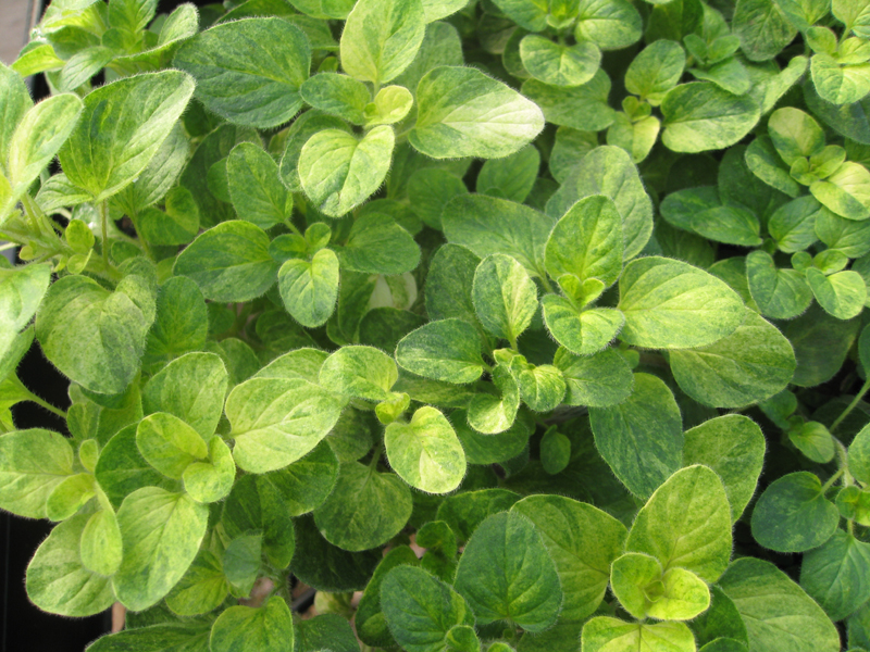 Origanum vulgare 'Jim Best'   / Jim's Best Oregano