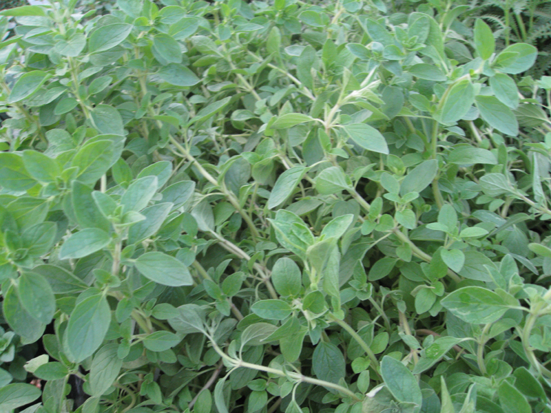 Origanum x majoricum   / Origanum x majoricum  