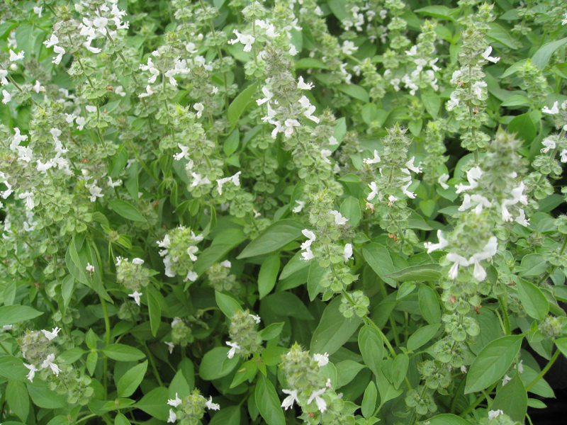 Ocimum basilicum  'americanum' / Lime Basil