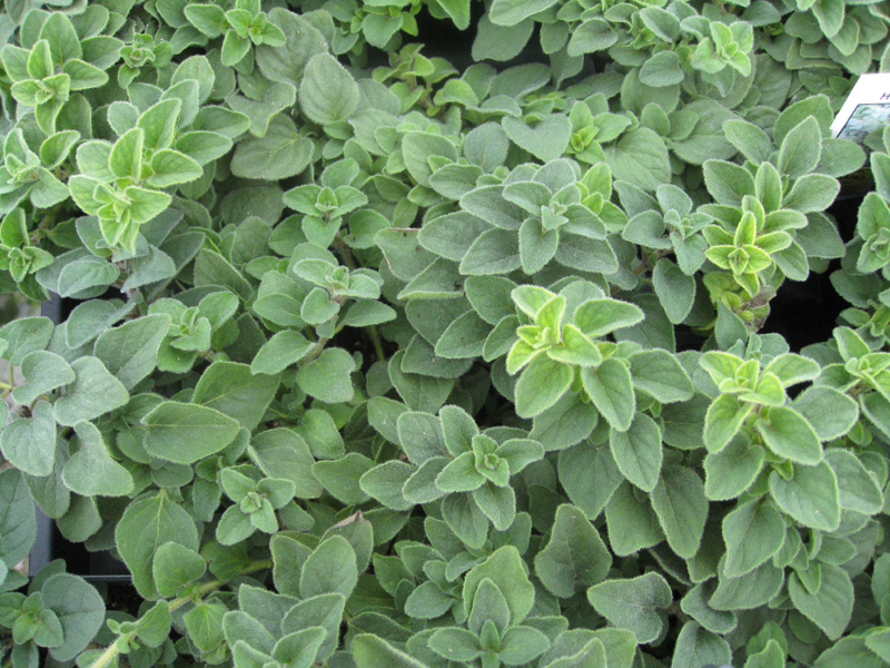 Origanum  vulgare 'Hot and Spicy' / Origanum  vulgare 'Hot and Spicy'