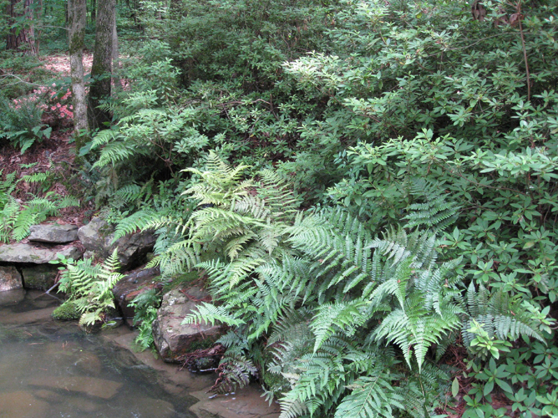 Osmunda cinnamomea   / Cinnamon Fern