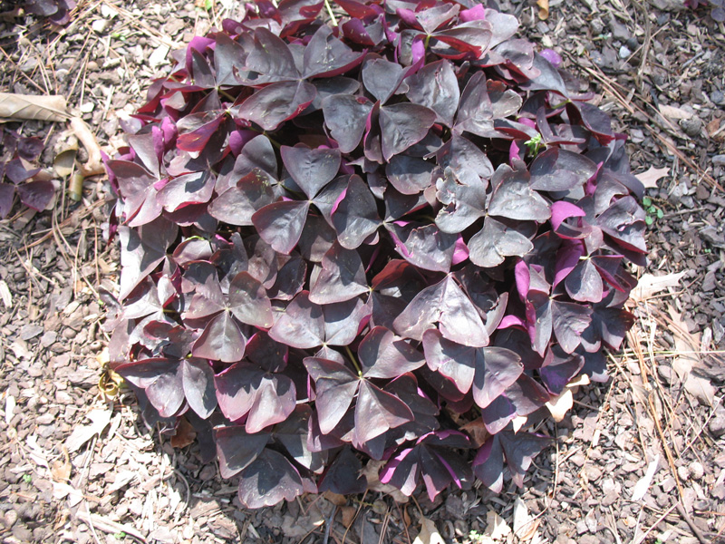 Oxalis regnellii  / Wood Sorrel