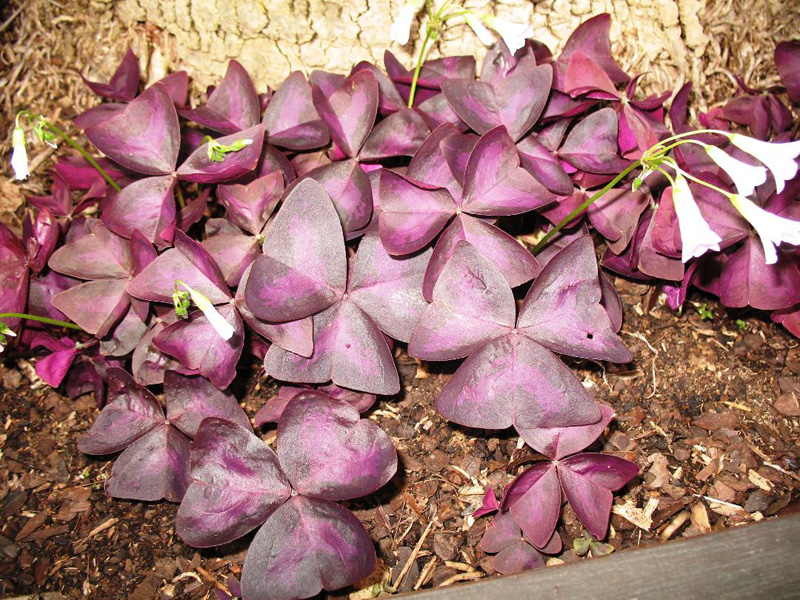 Oxalis regnellii 'Triangularis'   / Oxalis regnellii 'Triangularis'  