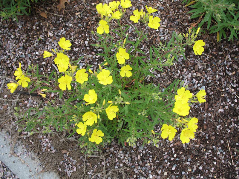 Oenothera perennis 'Cold Crick' / Oenothera perennis 'Cold Crick'