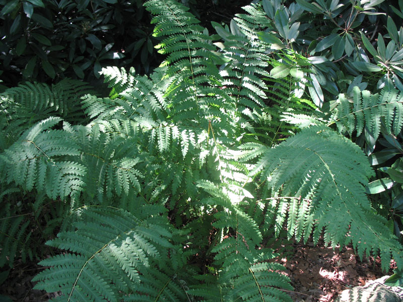 Osmunda claytoniana   / Interrupted Fern