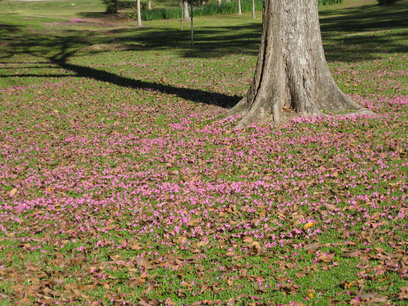 Oxalis debilis / Pink Woodsorrel