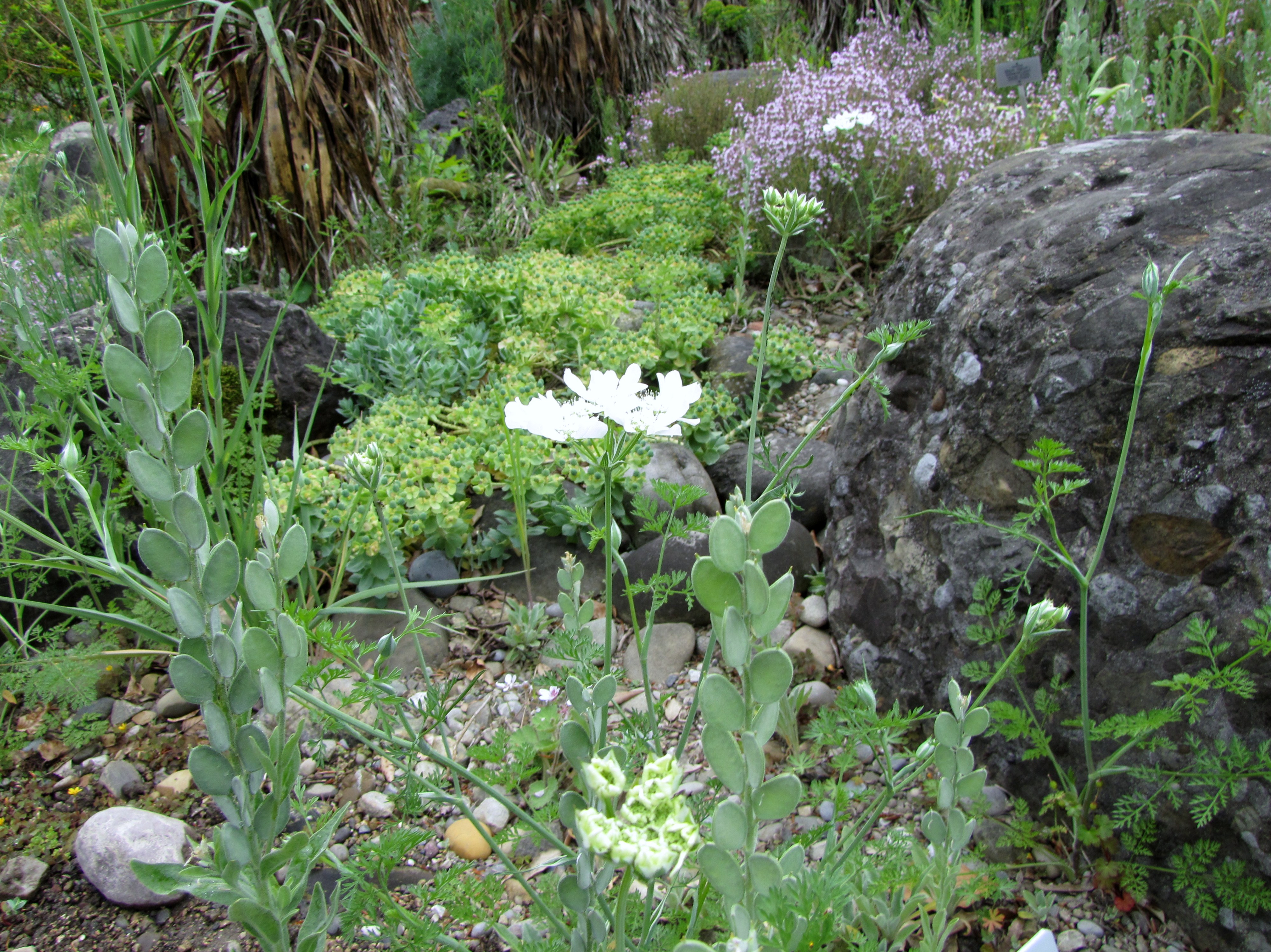 Orlaya grandiflora / White Lace Flower, Lace Flower