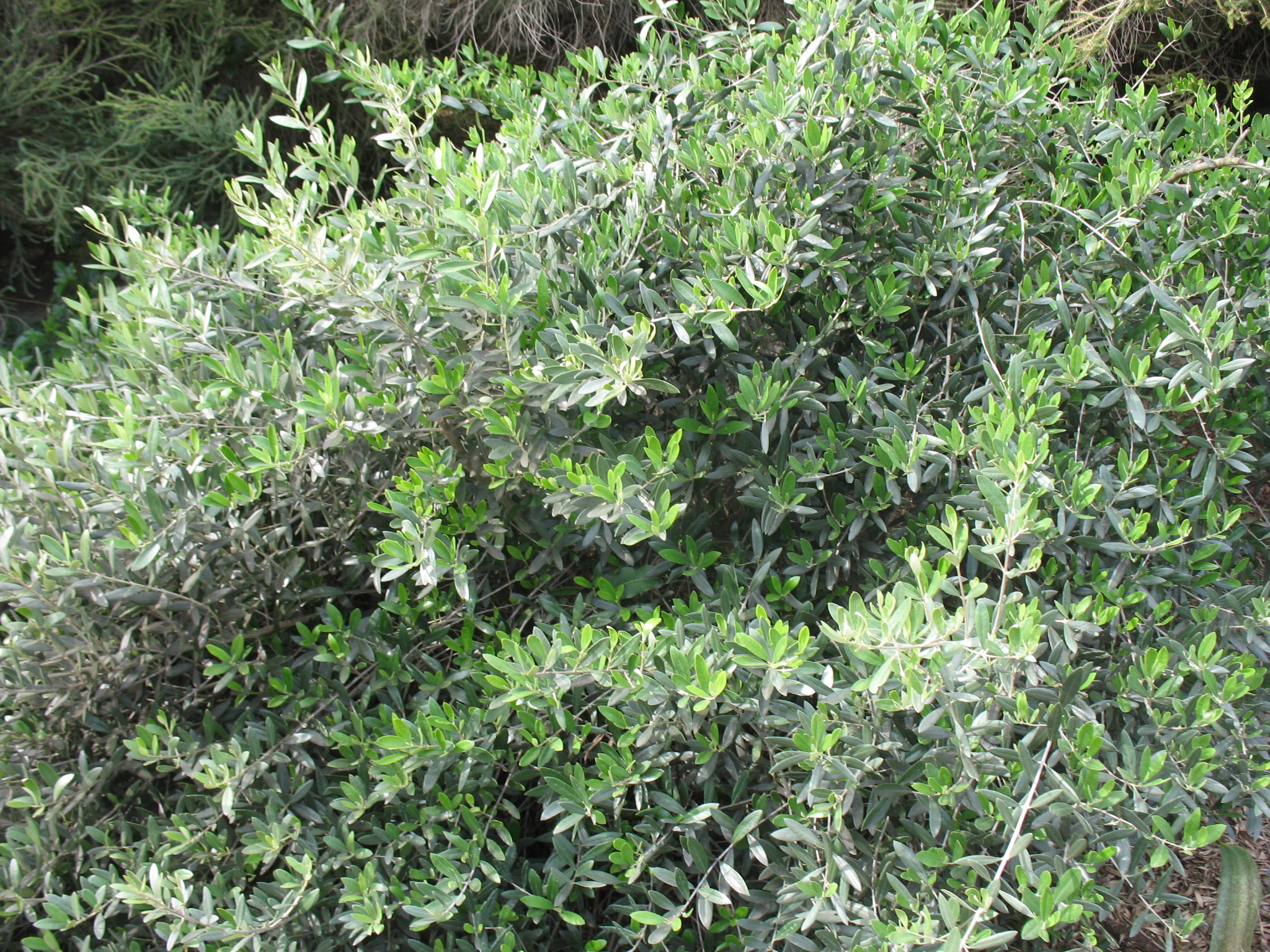 Olea europaca 'Montra' / Little Ollie Dwarf Olive, Dwarf Olive