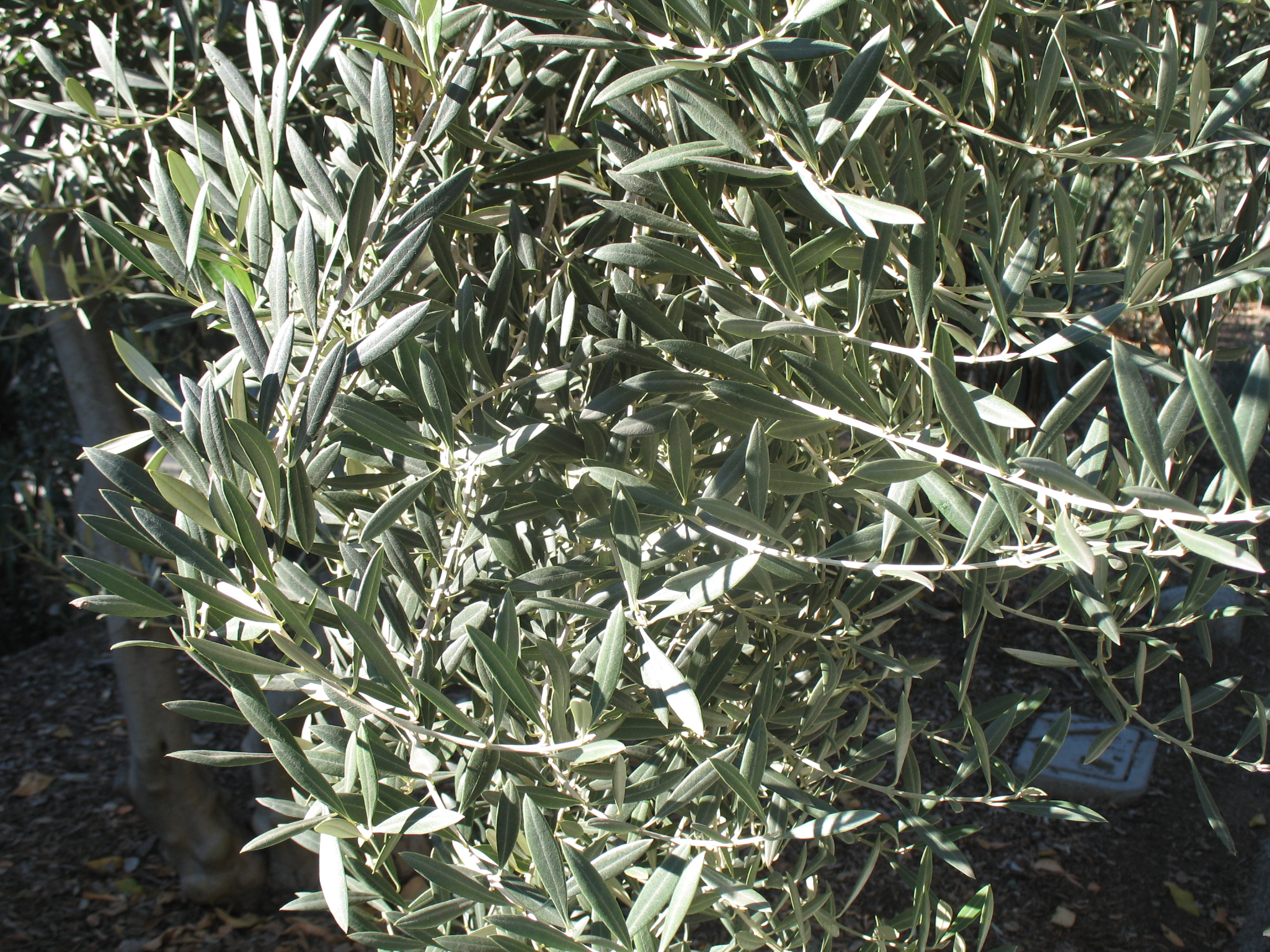 Olea europaea 'Manzanillo'  / Olive