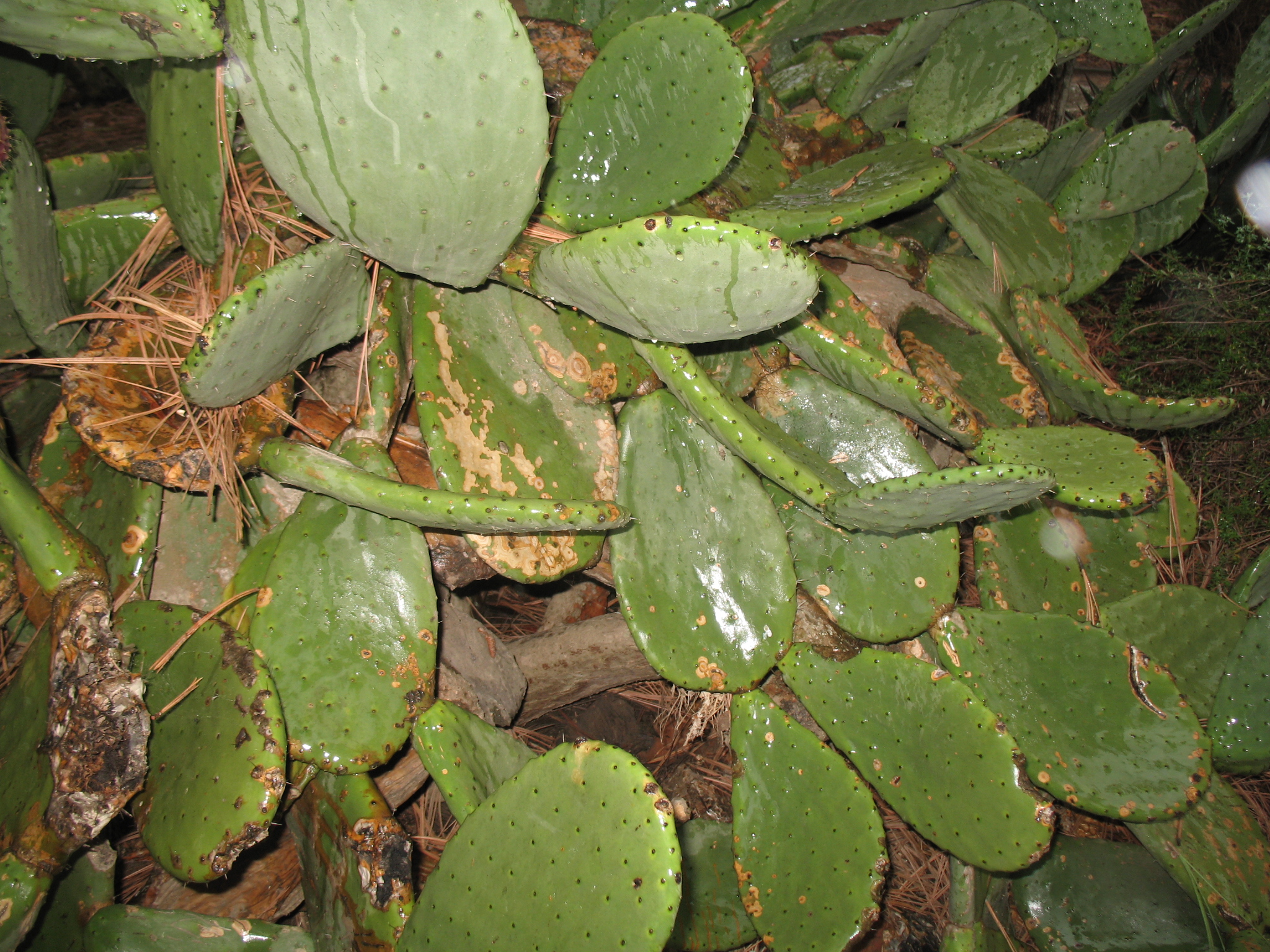 Opuntia ficus-indica / Indian Fig