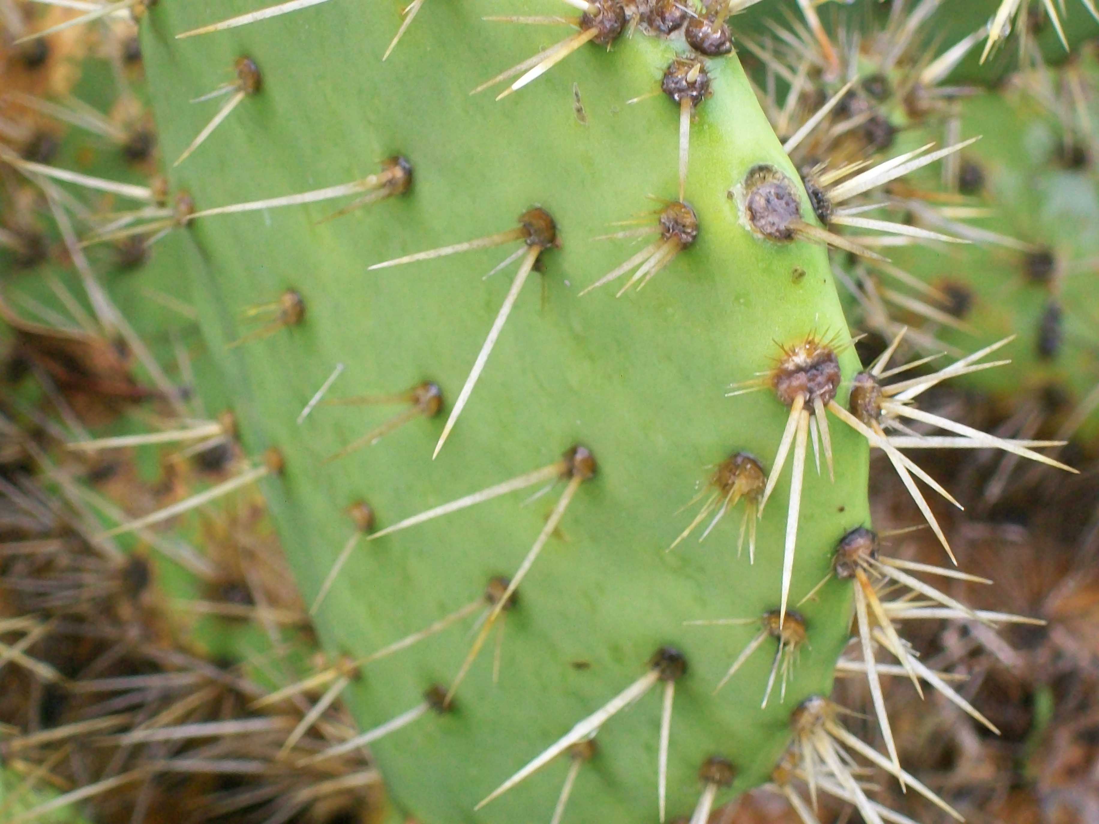 Opuntia littoralis / Coastal Prickly Pear