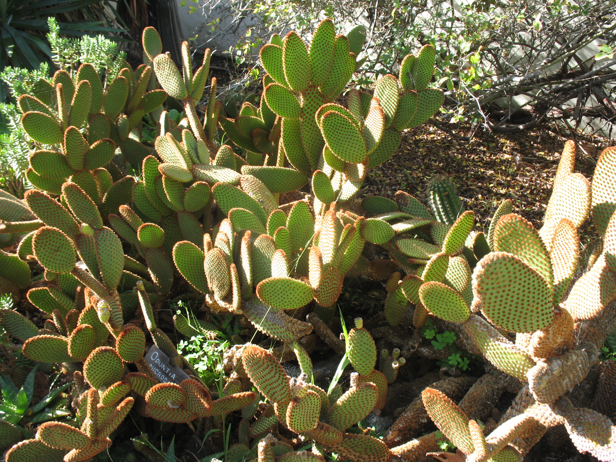 Opuntia microdasys / Bunny Ears Cactus, Bunny Cactus, Polka-dot Cactus