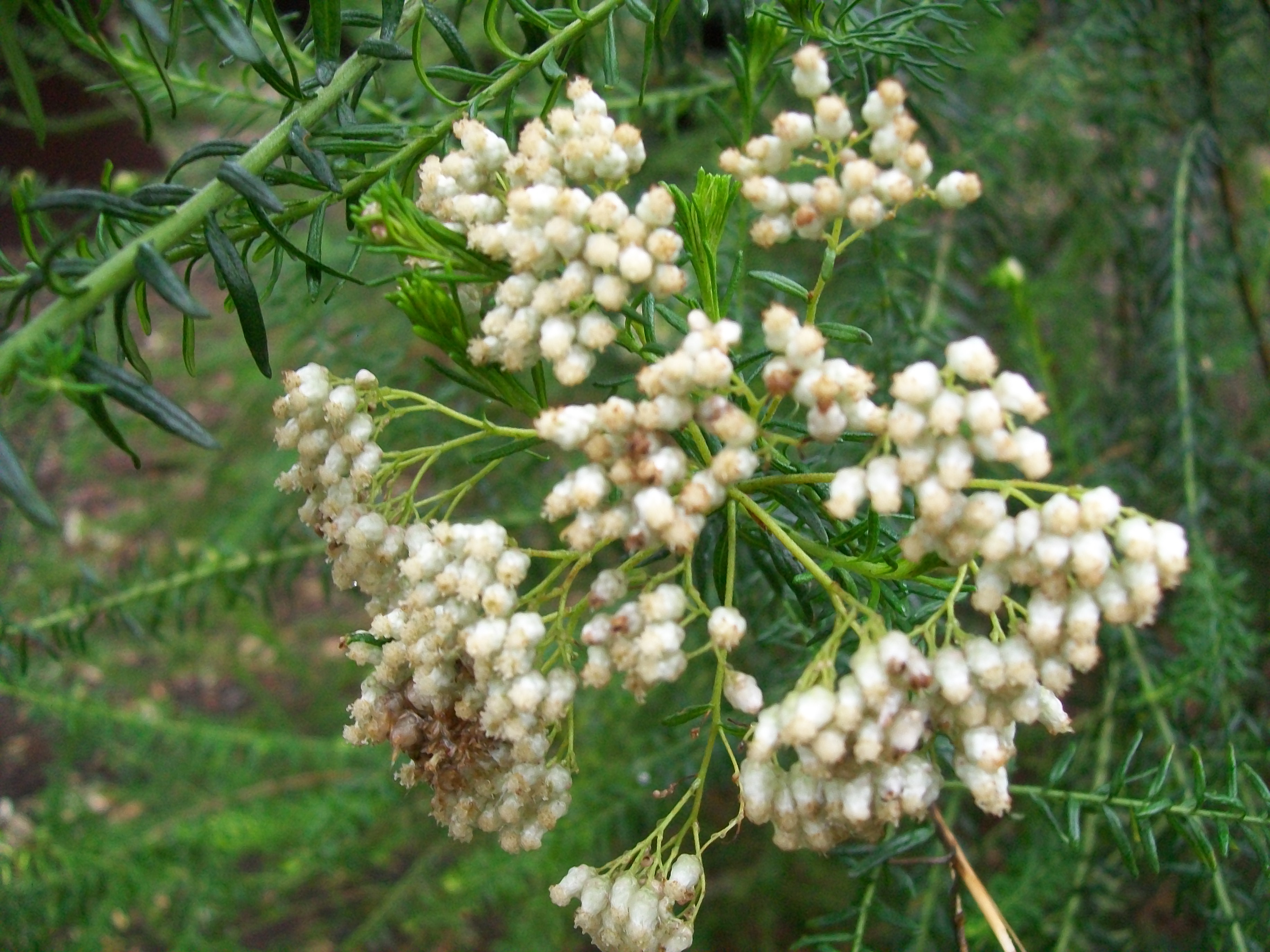 Ozothamnus Diosmifolius / Rice Flower, Sago Bush