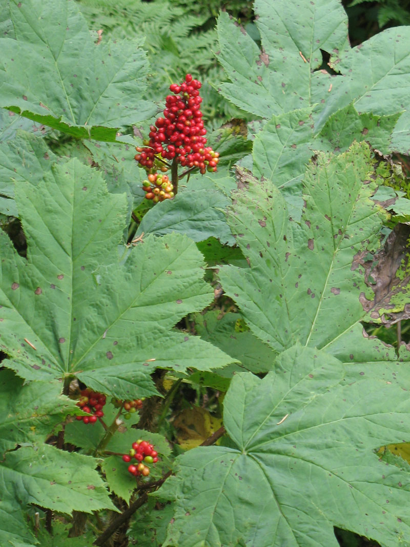 Oplopanax horridus   / Devil's Club