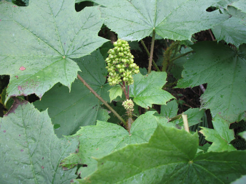 Oplopanax horridus   / Devil's Club