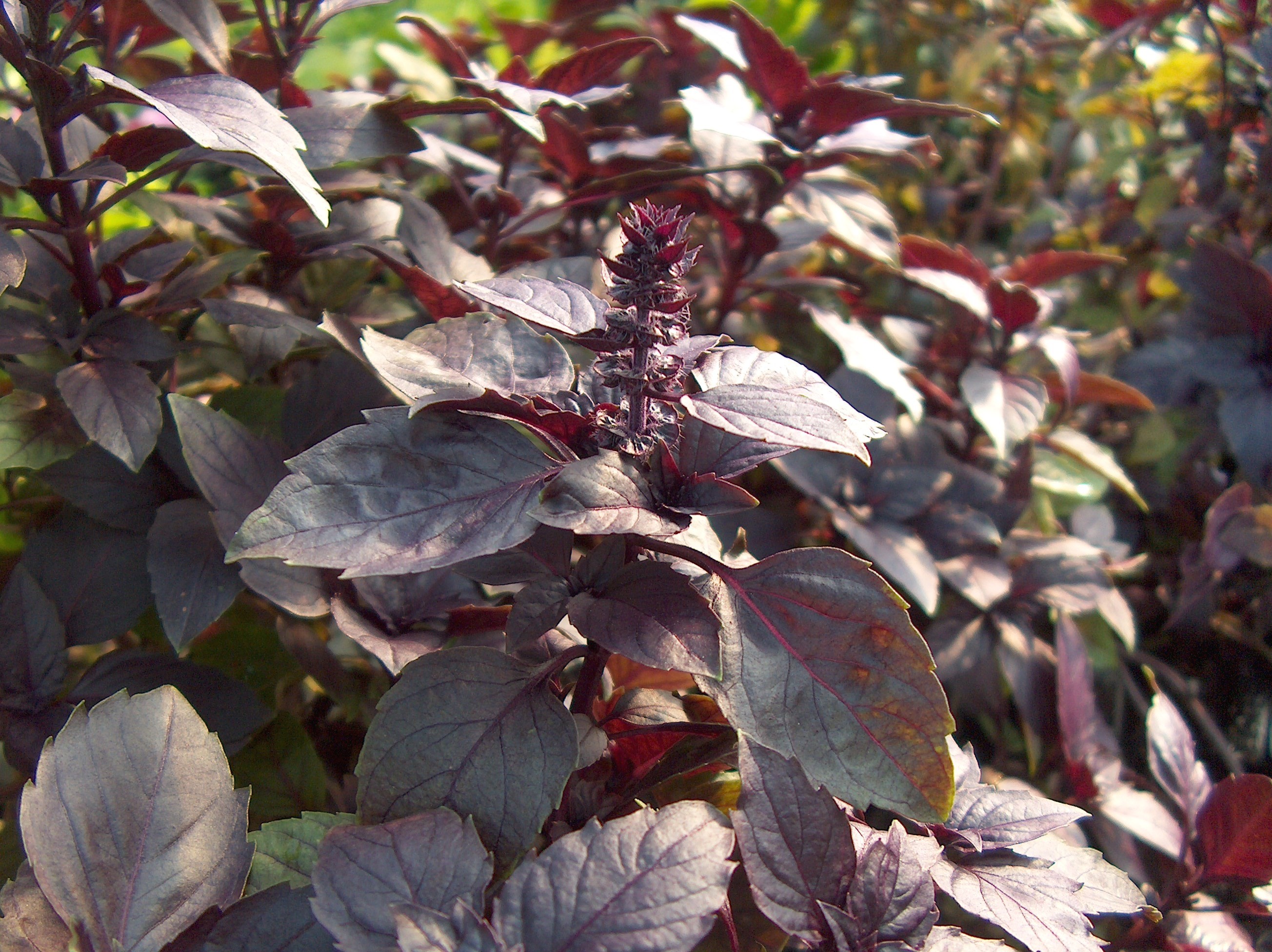 Ocimum basilicum  / Ocimum basilicum 