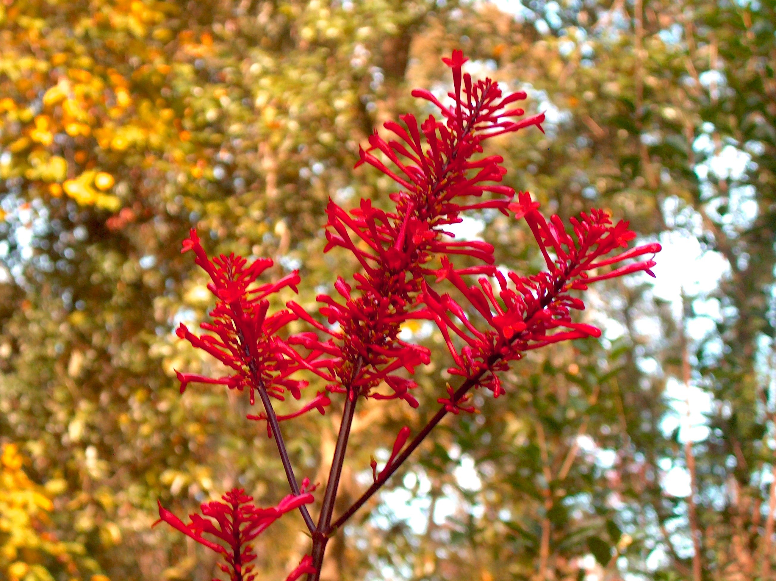 Odontonema strictum  / Fire Spike