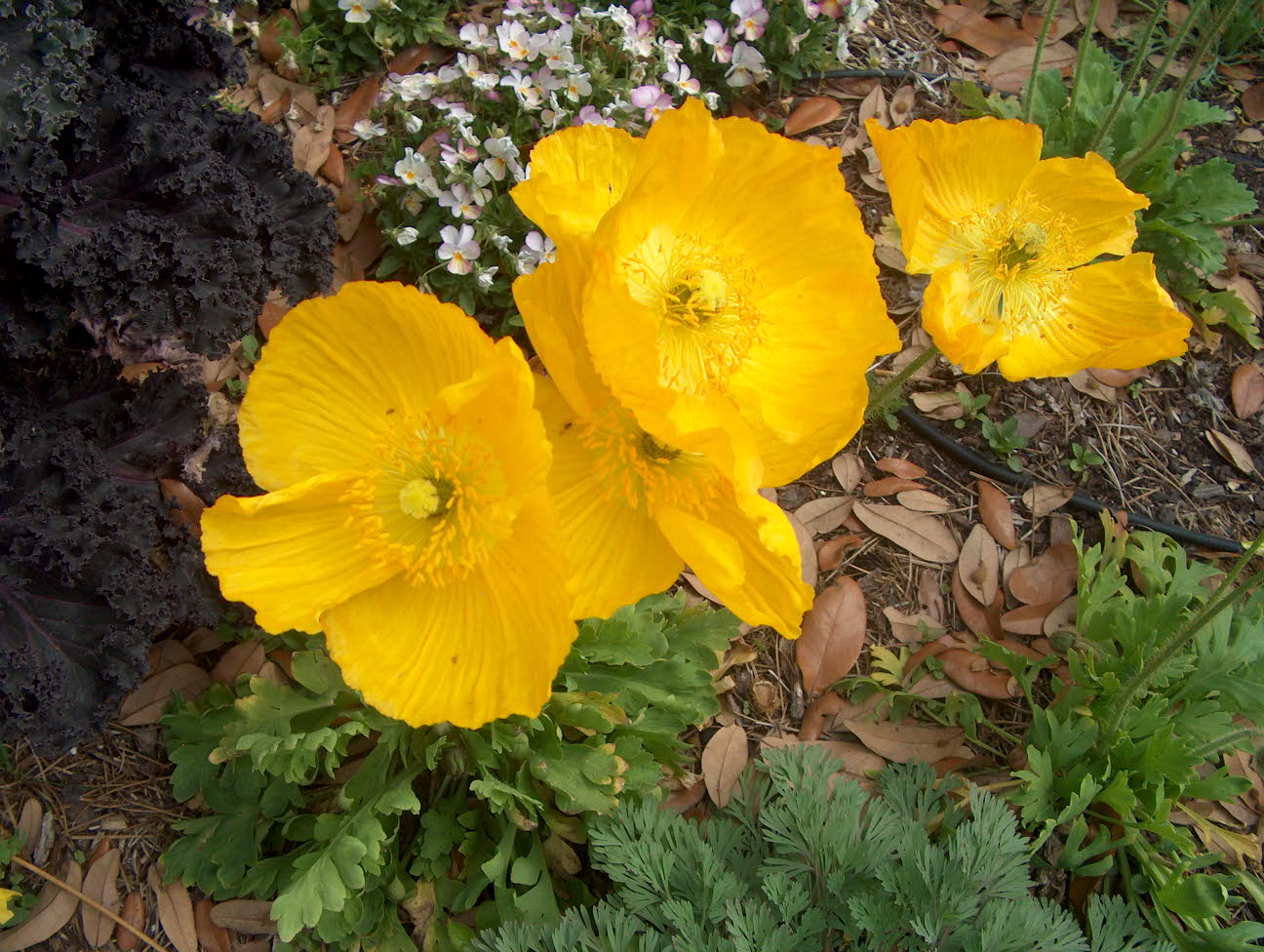 Oenothera fruticosa  / Narrowleaf Evening Primrose