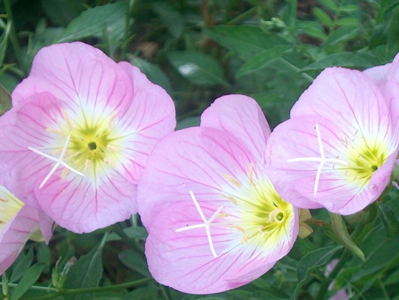 Oenothera speciosa  / Evening Primrose