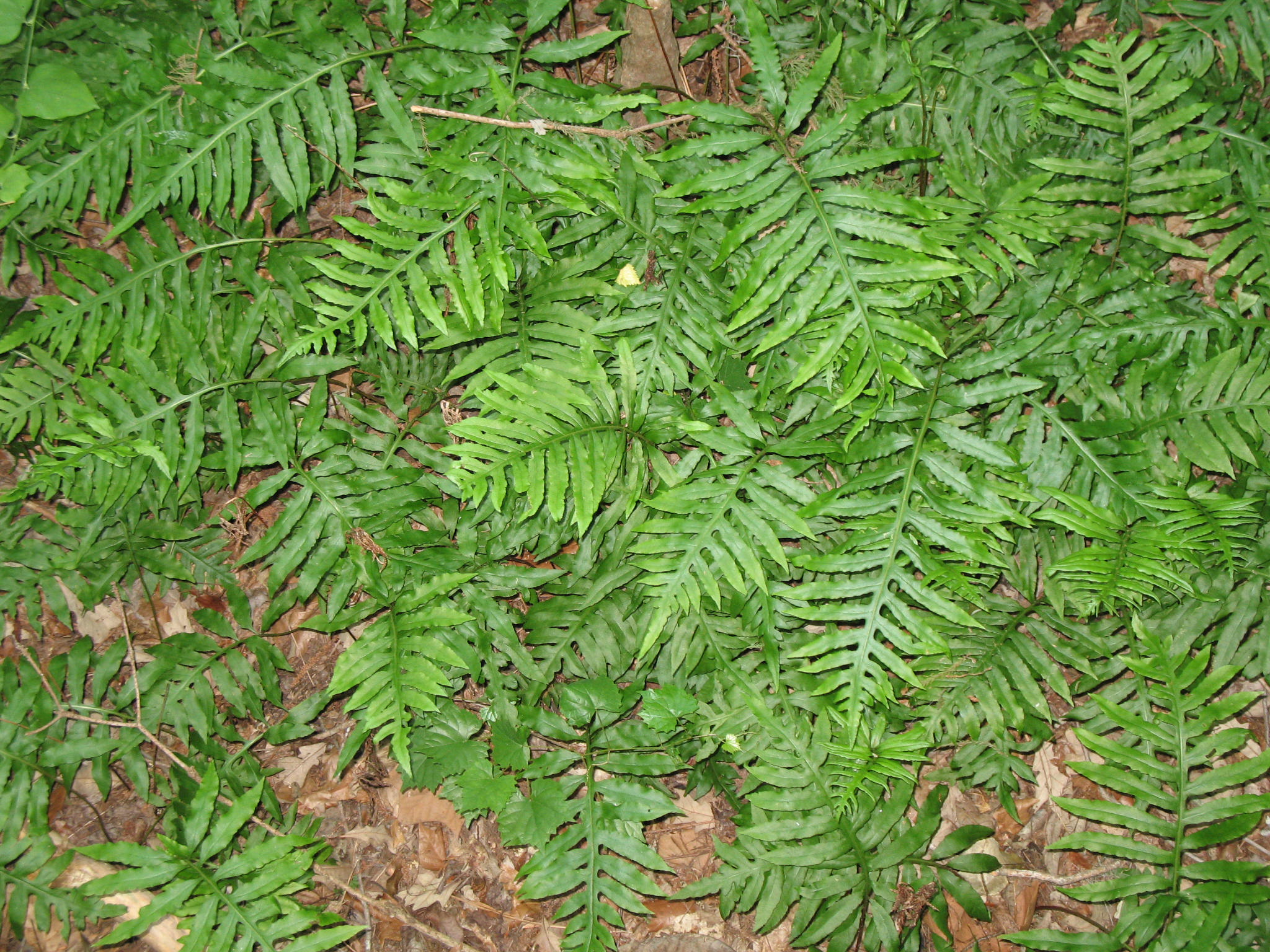 Onoclea sensibilis  / Sensitive Fern