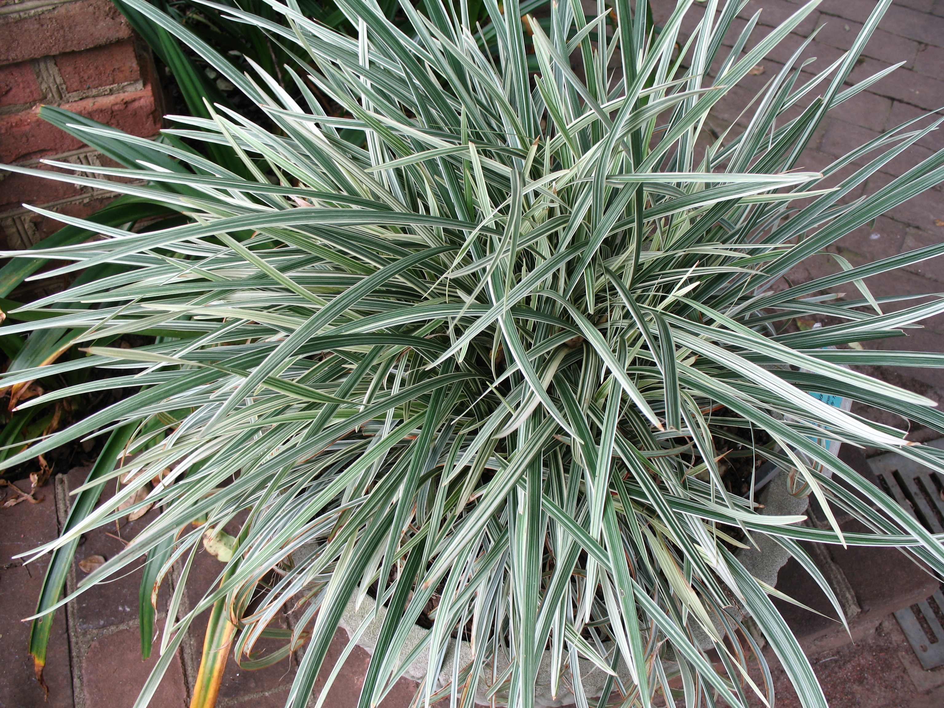 Ophiopogon jaburan 'Vittatus' / Aztec Grass