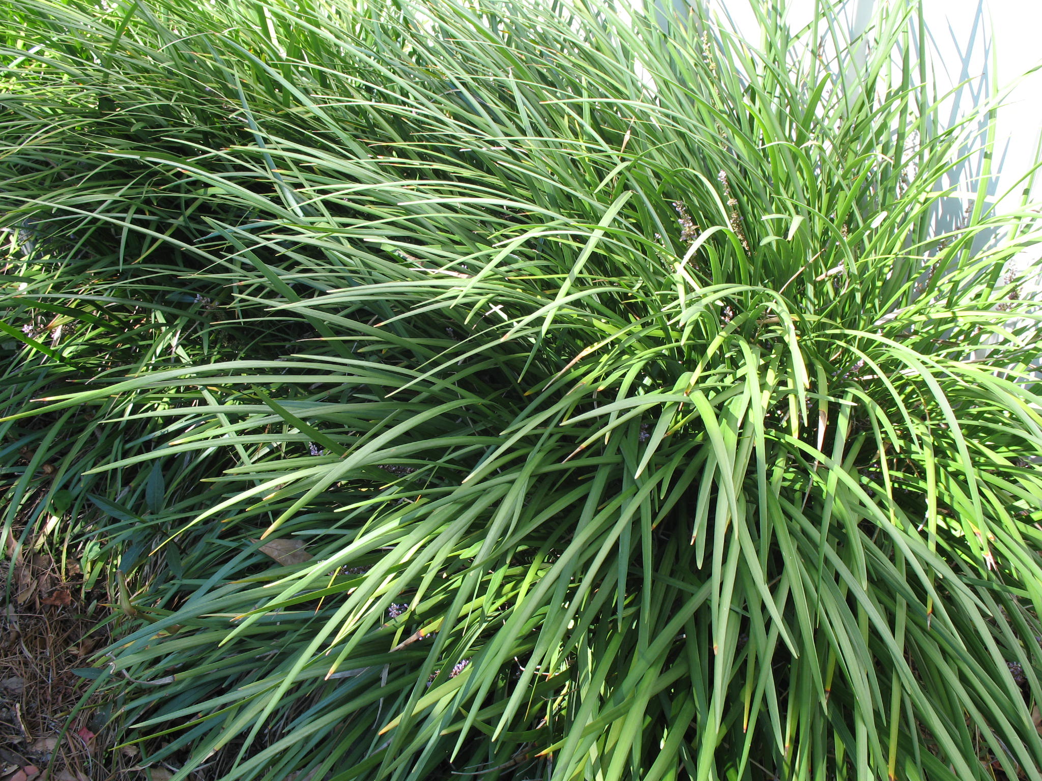 Ophiopogon jaburan  / Giant Liriope