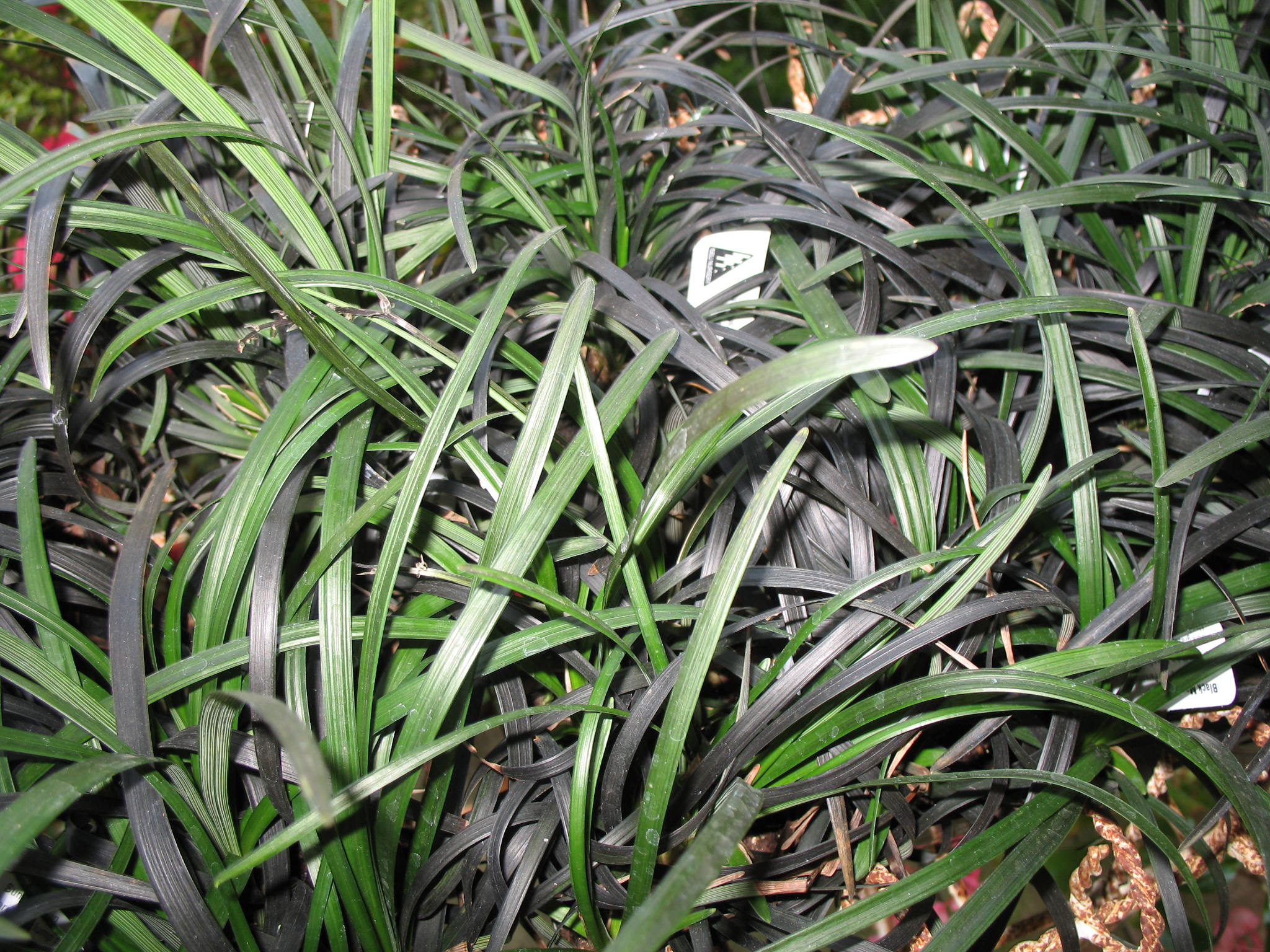 Ophiopogon planiscapus 'Nigrescens'  / Black Mondo Grass