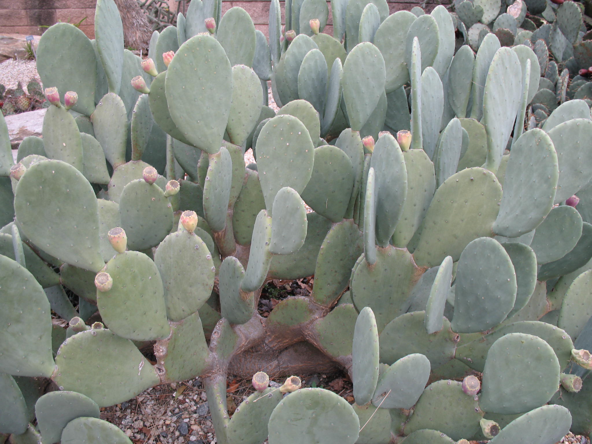 Opuntia ellisiana  / Thornless Prickly Pear