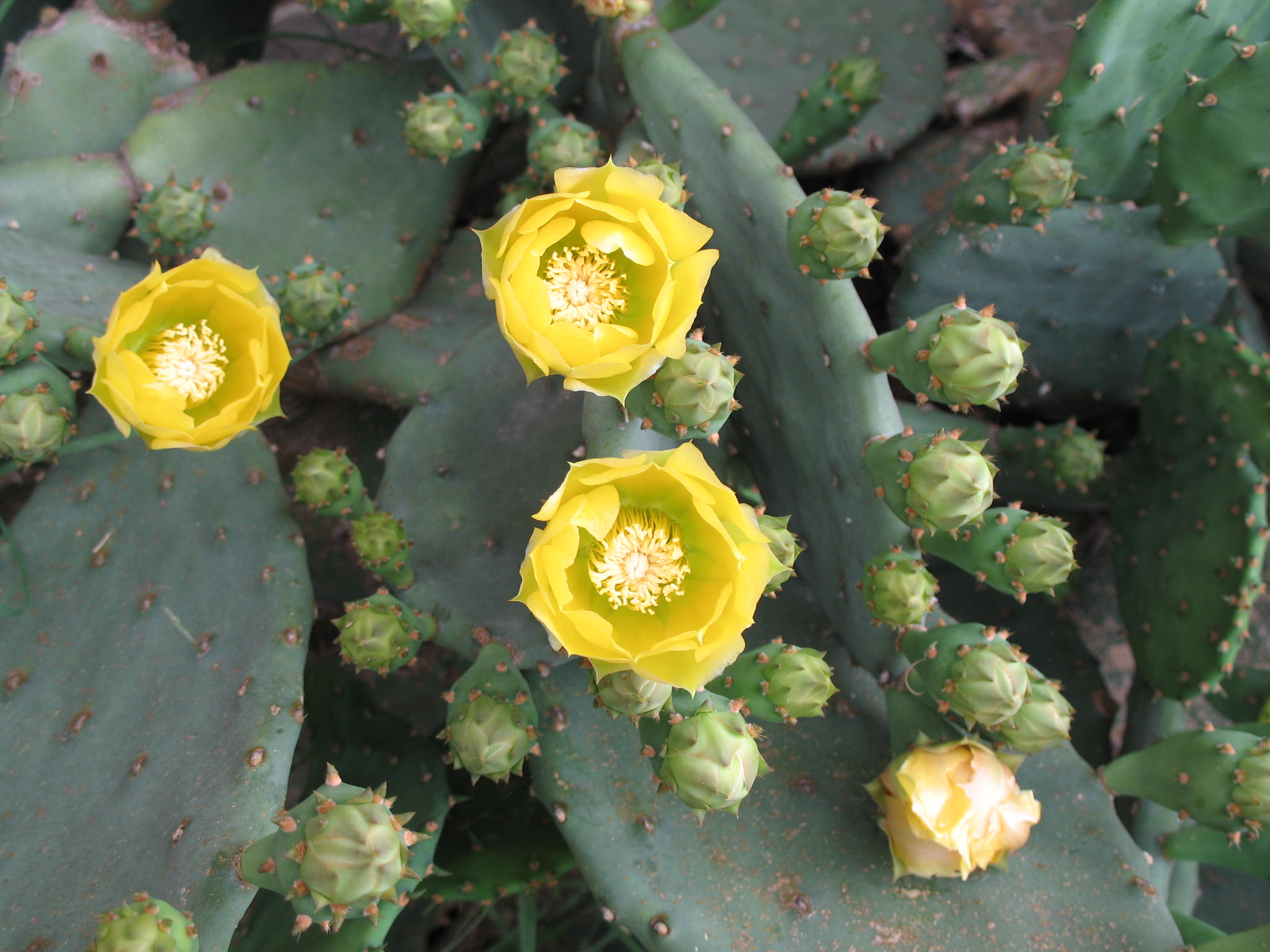 Opuntia humifusa  / Prickly Pear Cactus