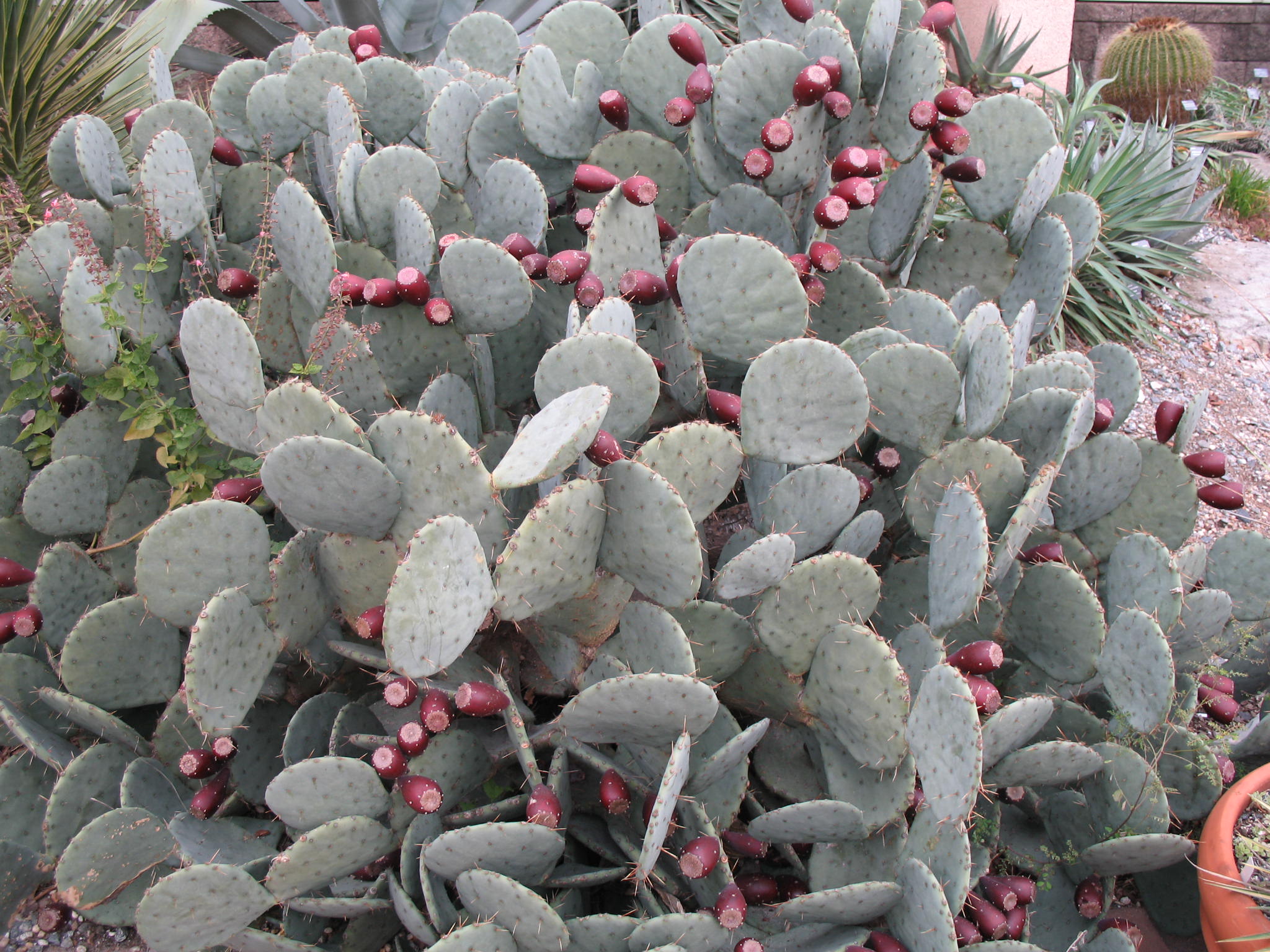 Opuntia lindheimeri  var. linguiformis / Cow's Tongue Cactus