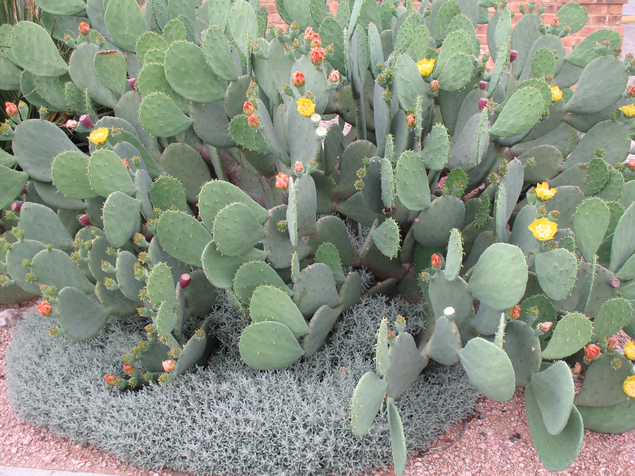 Opuntia species  / Prickly Pear Cactus