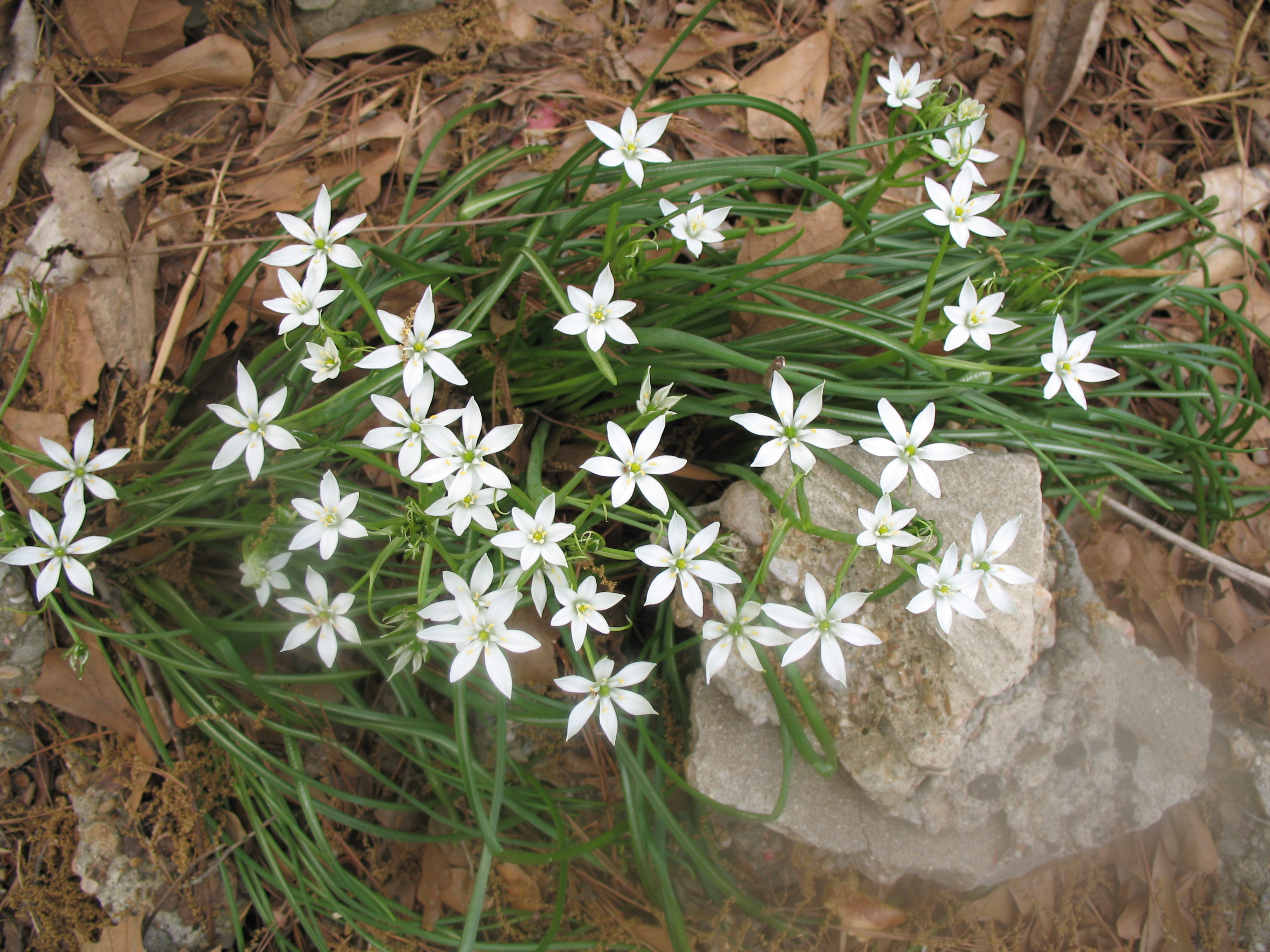 Ornithogalum umbellatum  / Ornithogalum umbellatum 