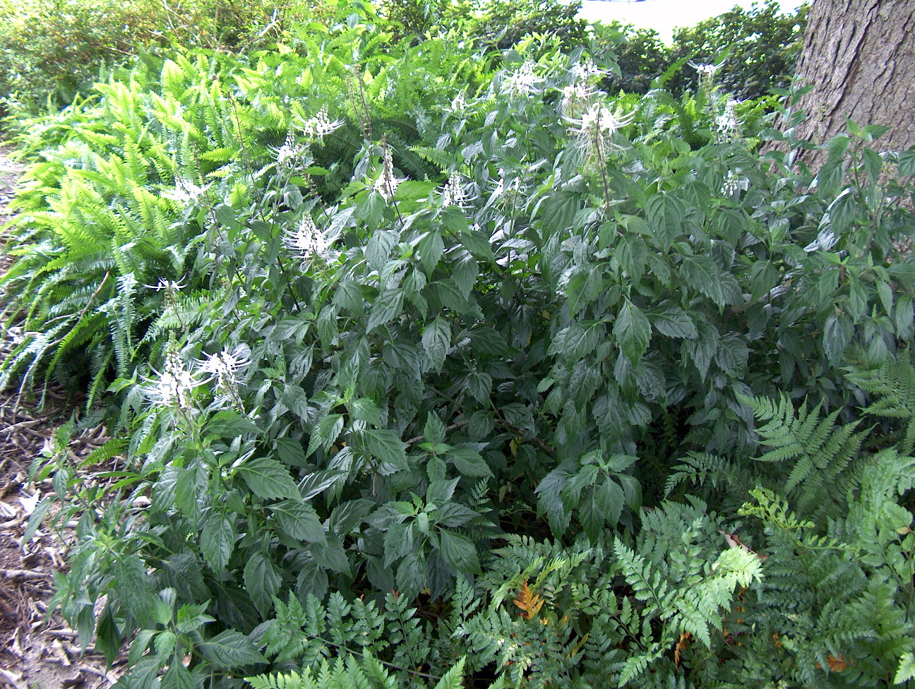 Orthosiphon stamineus / Cat's Whiskers