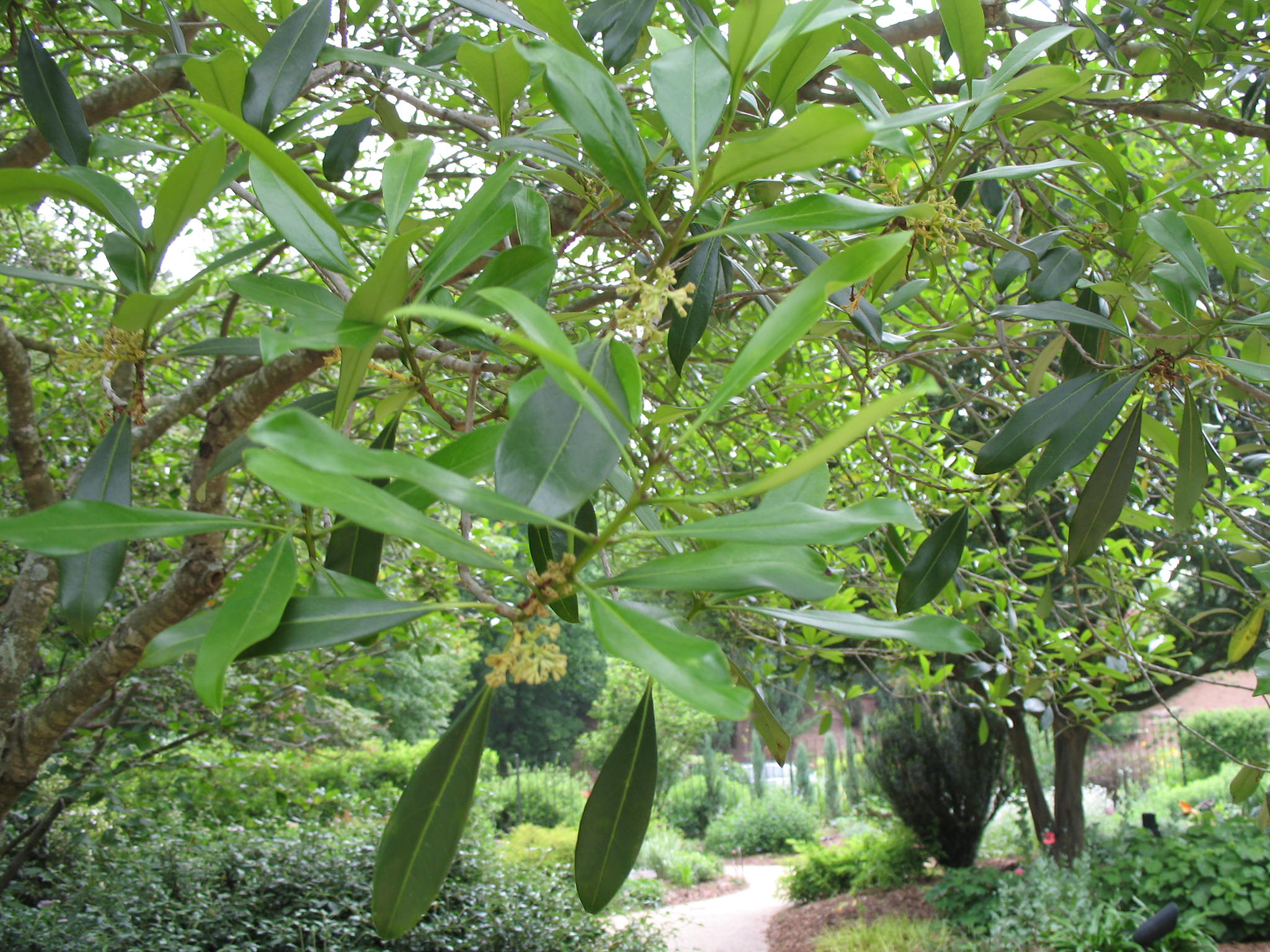 Osmanthus americanus  / Devilwood