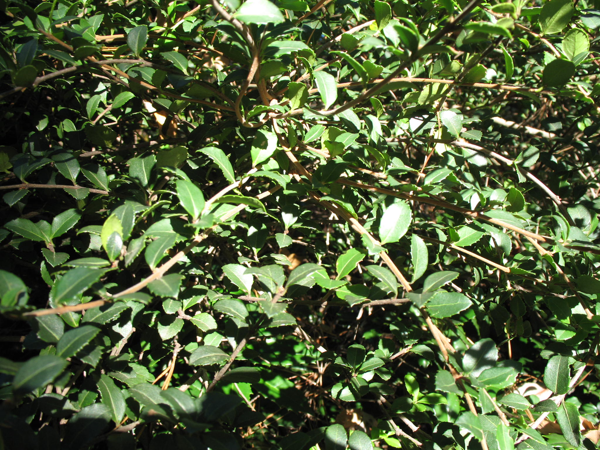 Osmanthus delavayi  / Osmanthus delavayi 