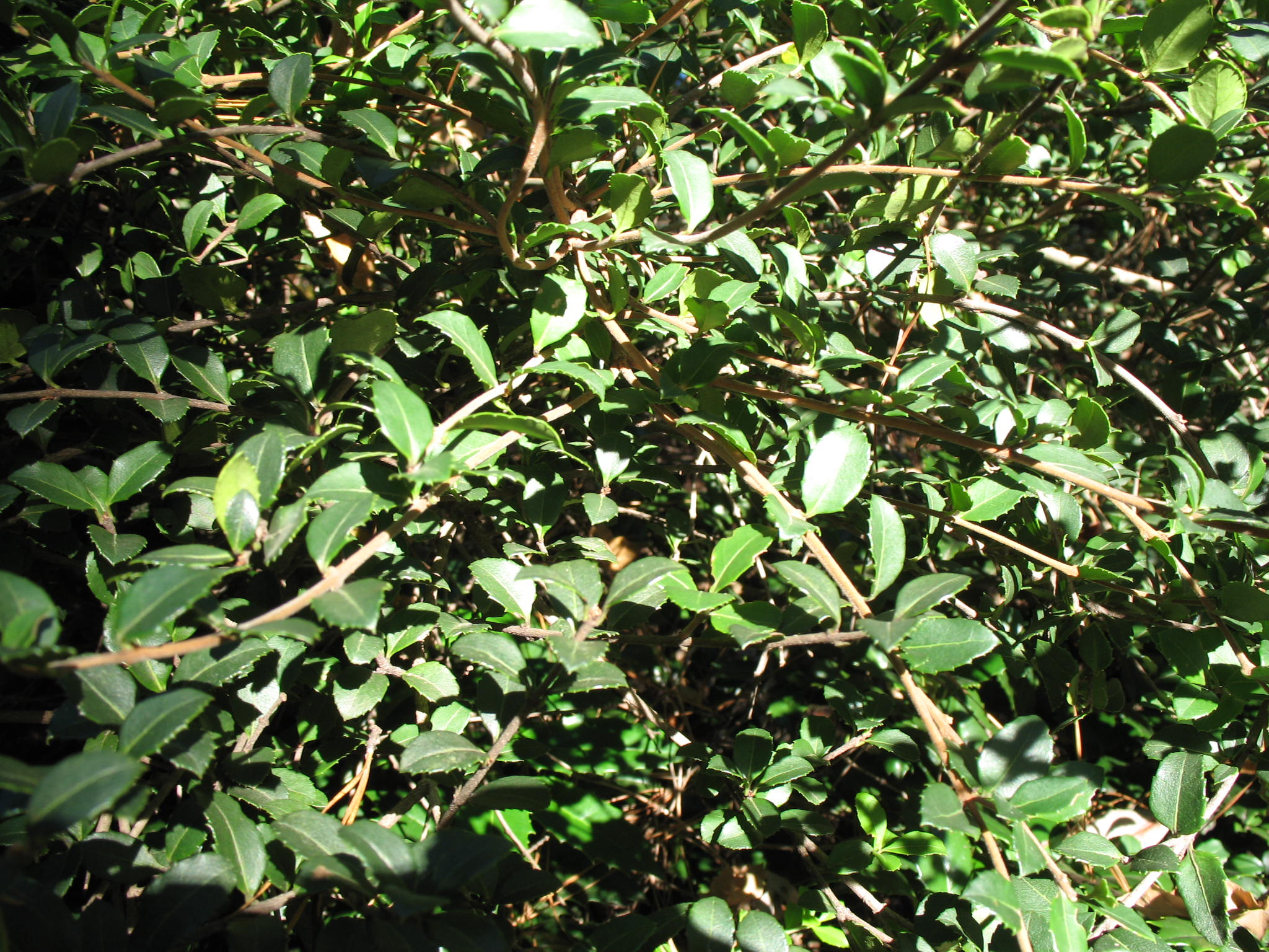 Osmanthus delavayi  / Delavay Tea Olive