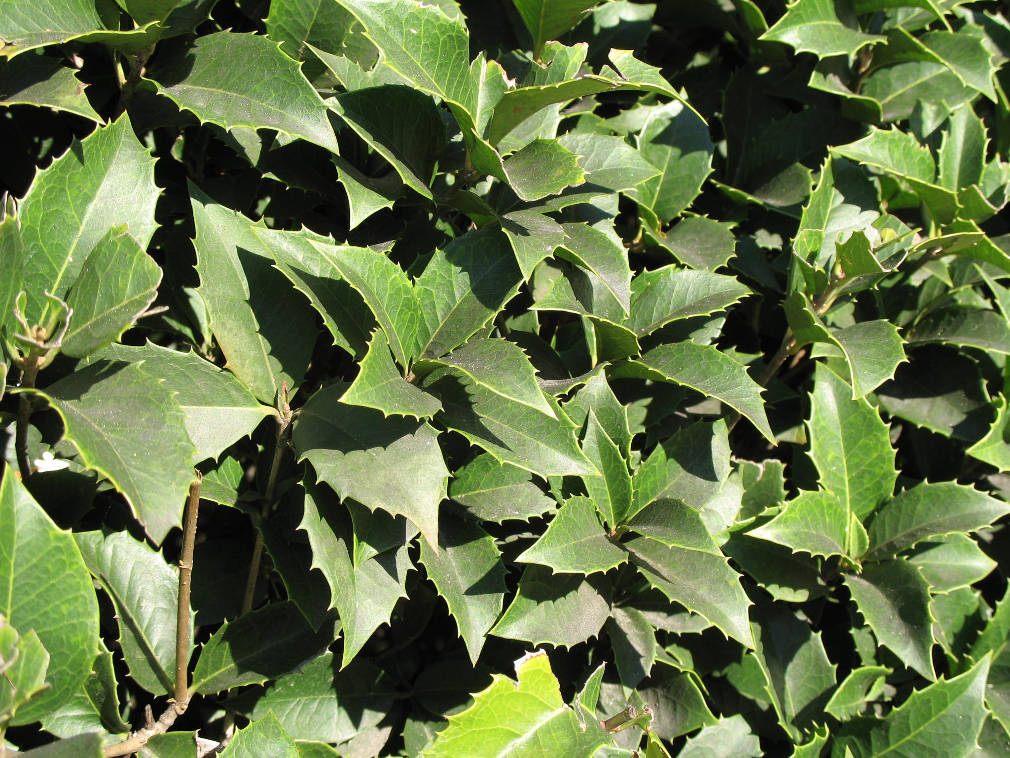 Osmanthus fortunei  / Osmanthus fortunei 