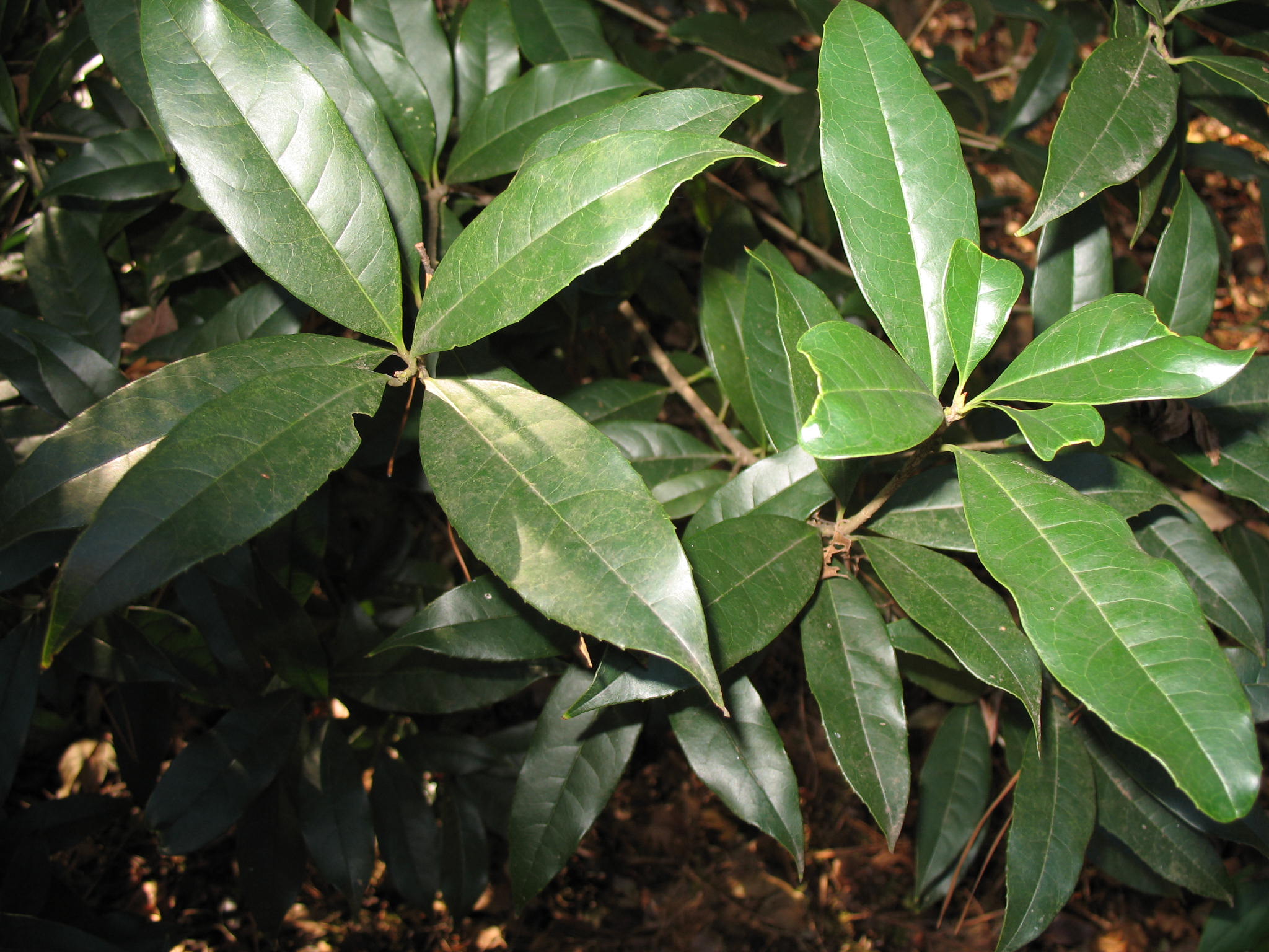 Osmanthus fragrans  'Aurantiacus'   / Holly Leaf Osmanthus