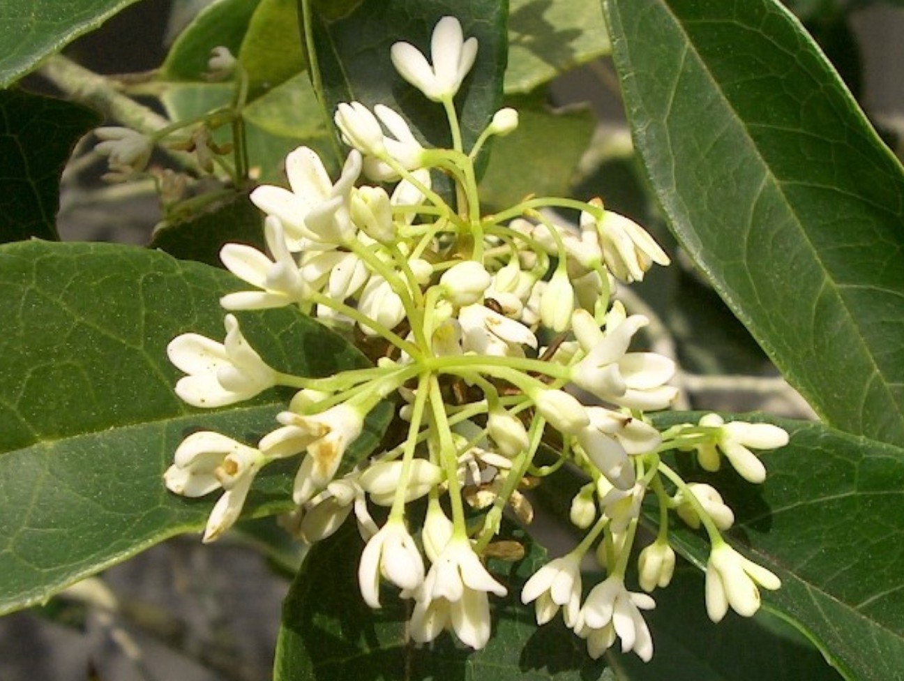 Osmanthus fragrans  / Sweet Olive