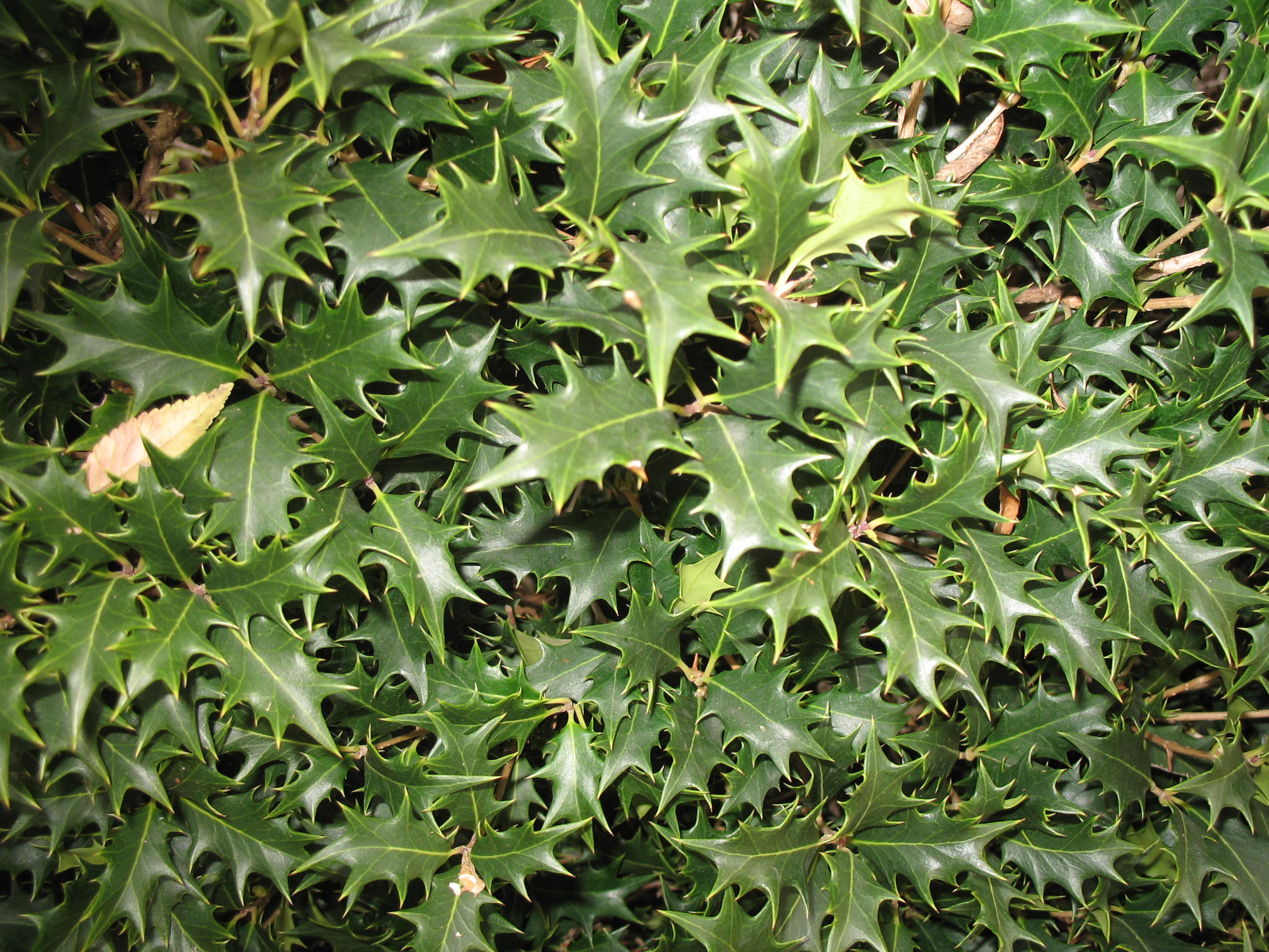 Osmanthus heterophyllus 'Gulftide'  / Gulftide Sweet Olive