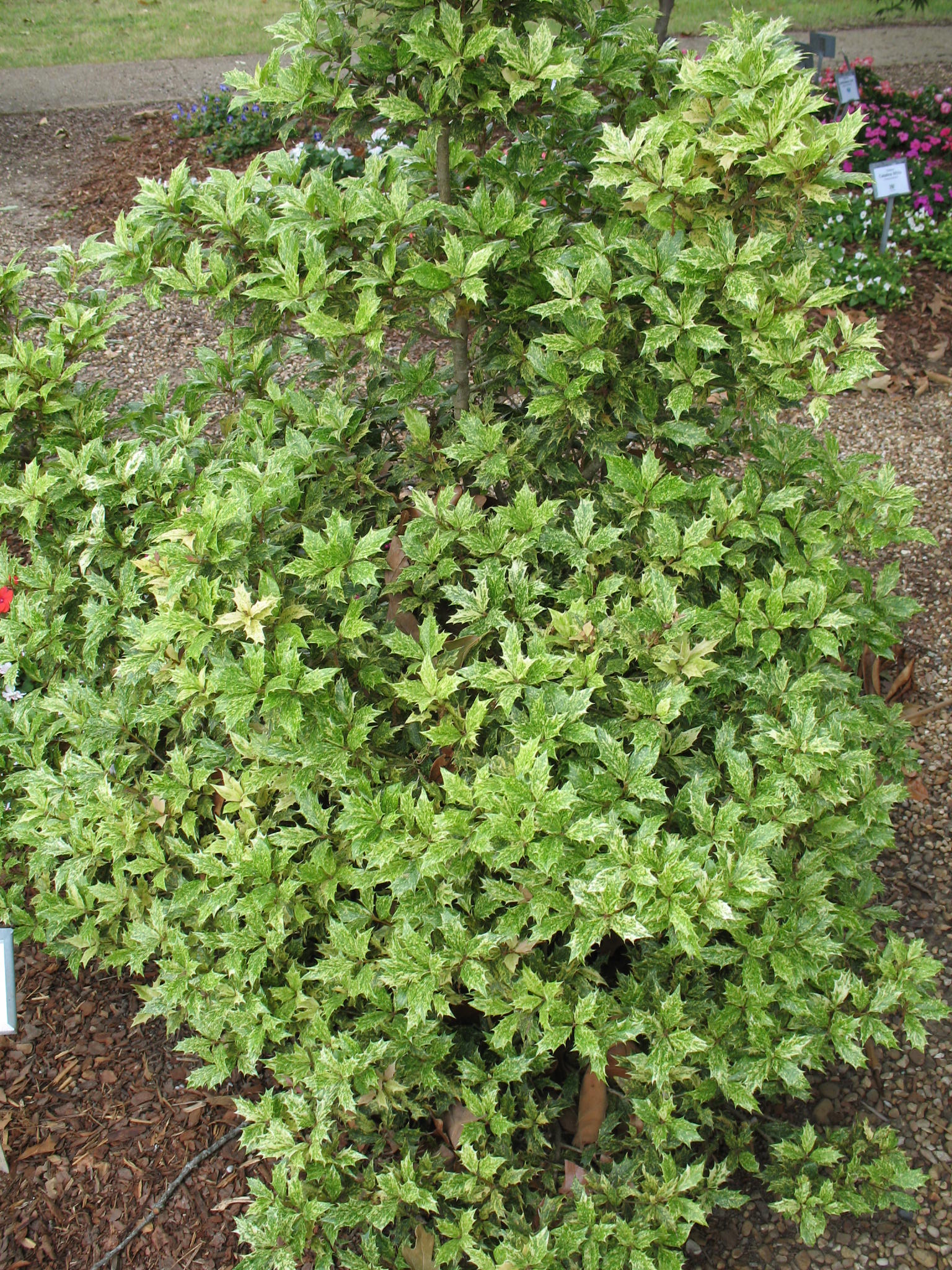 Osmanthus heterophyllus 'Variegata'  / Variegated Osmanthus