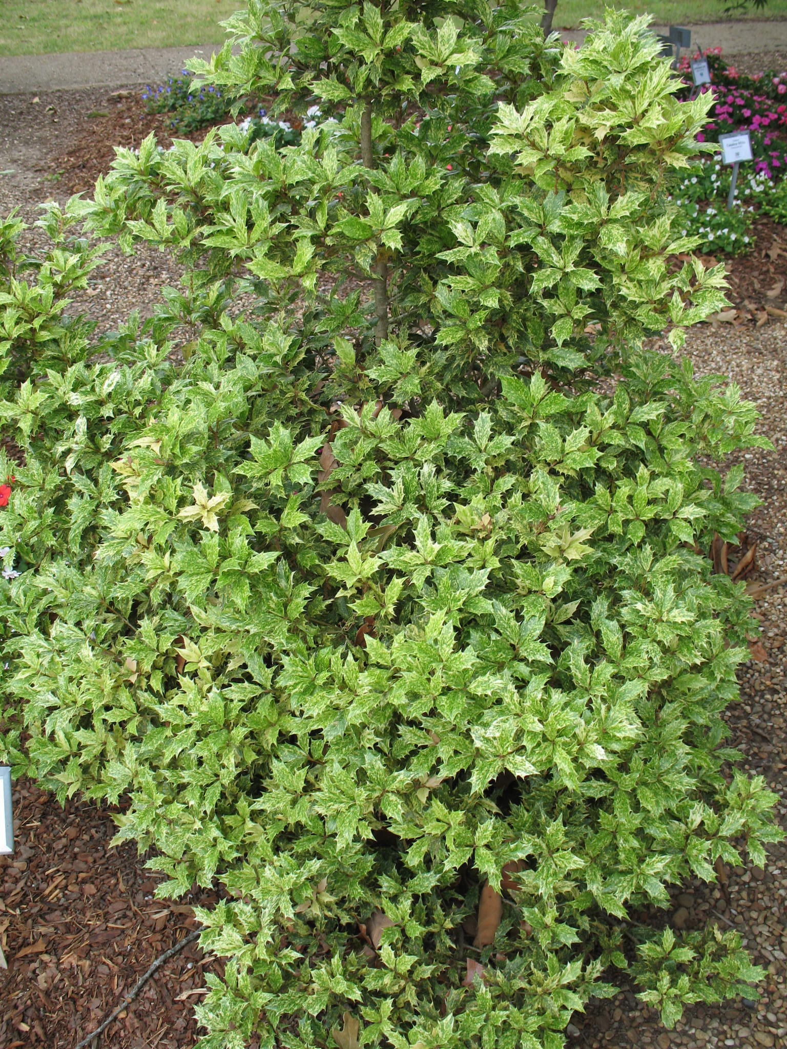 Osmanthus heterophyllus 'Variegata'  / Osmanthus heterophyllus 'Variegata' 