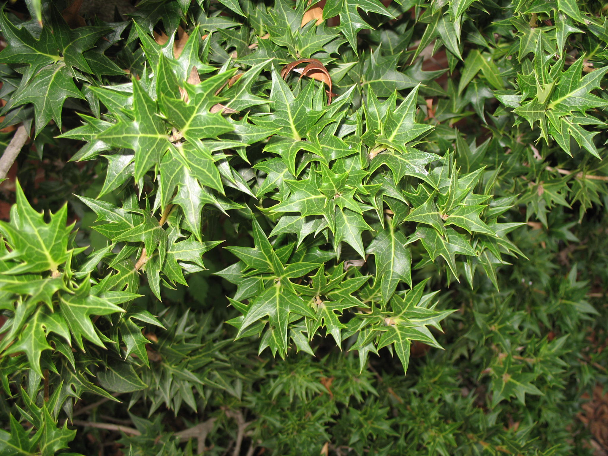 Osmanthus heterophyllus  / Holly Leaf Osmanthus