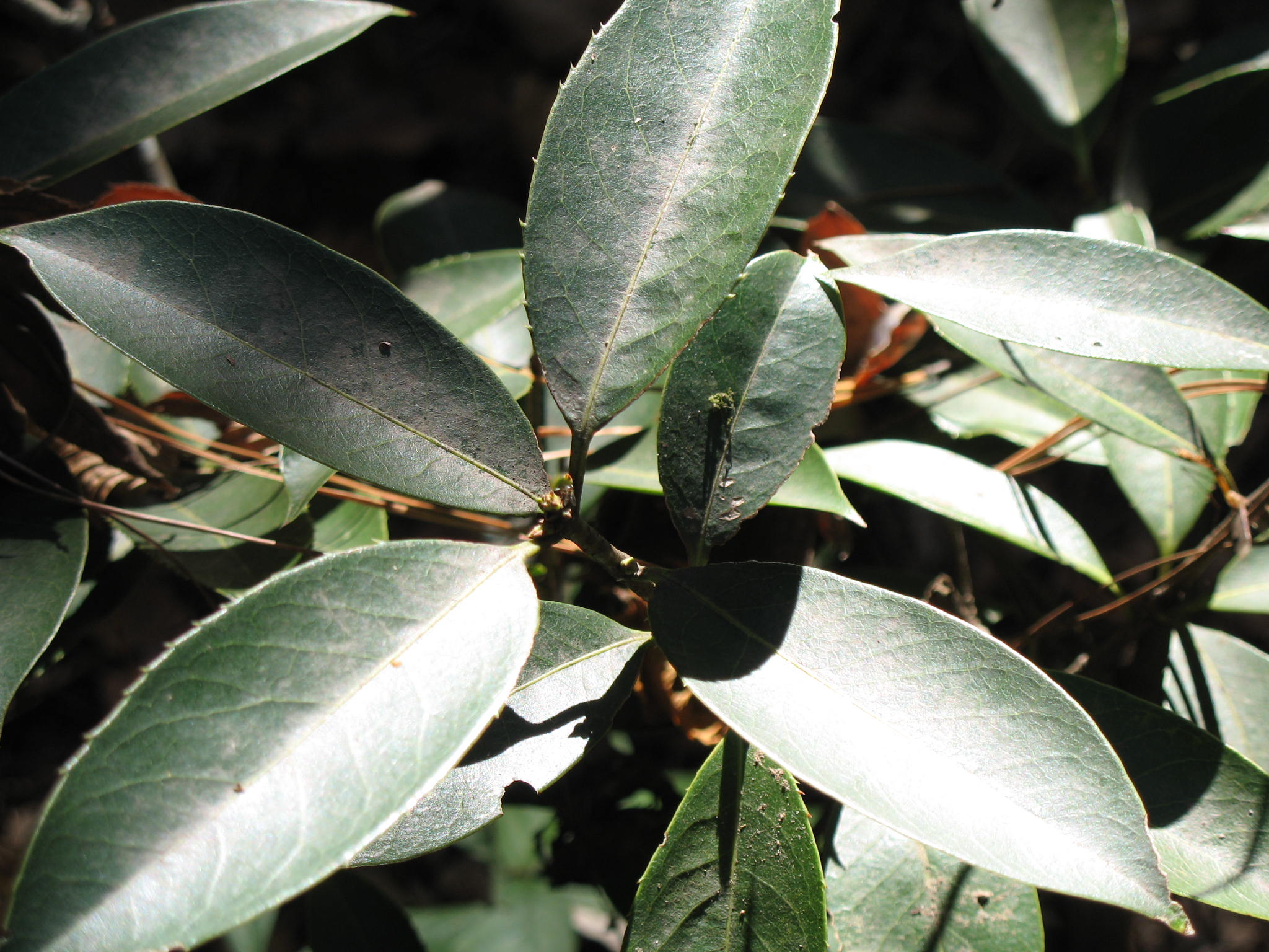 Osmanthus serrulatus  / Osmanthus