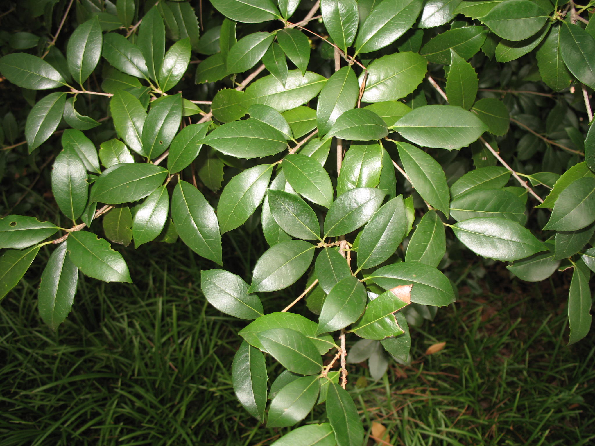 Osmanthus x fortunei 'Fruitlandii'   / Osmanthus x fortunei 'Fruitlandii'  