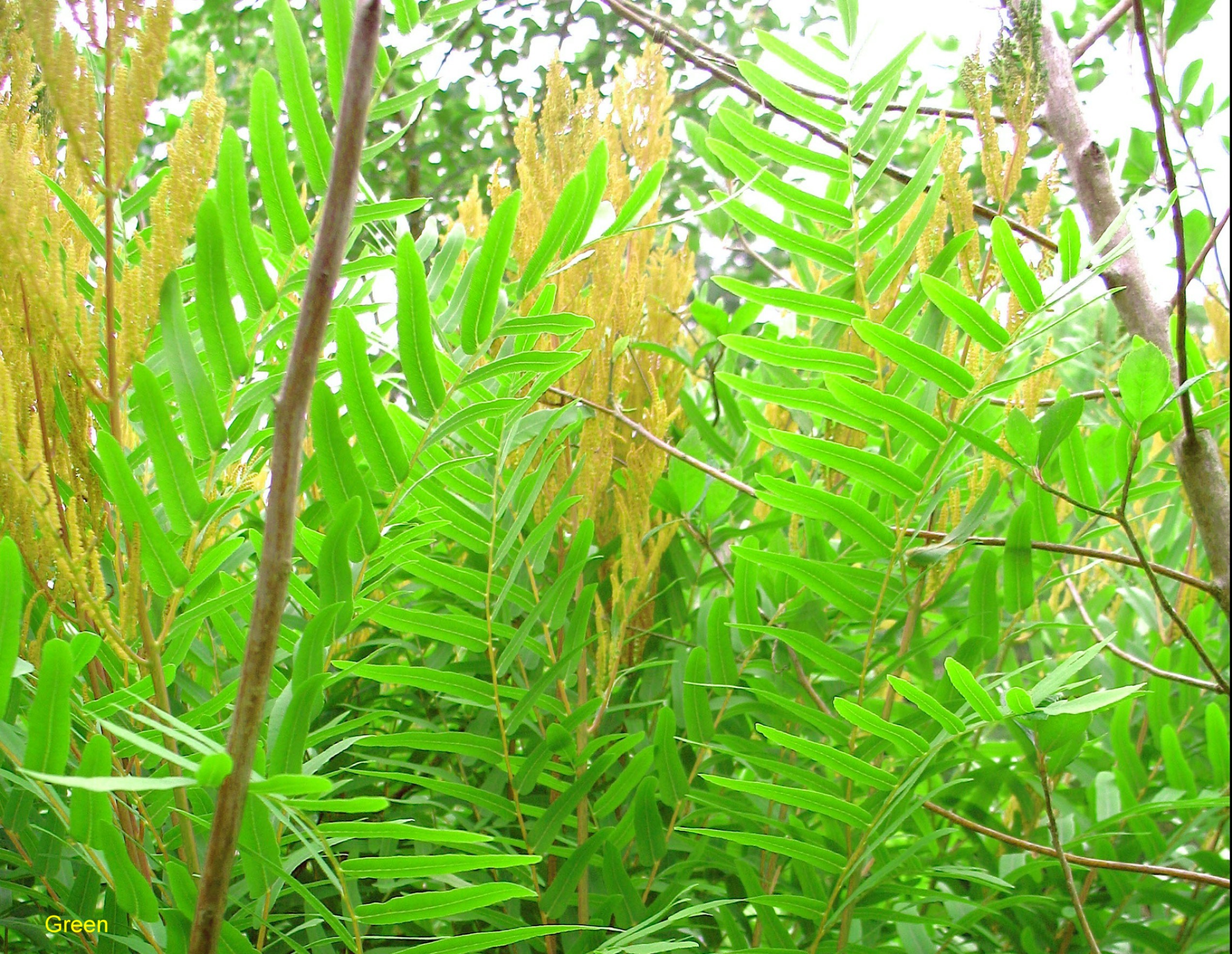 Osmunda regalis  / Royal Fern