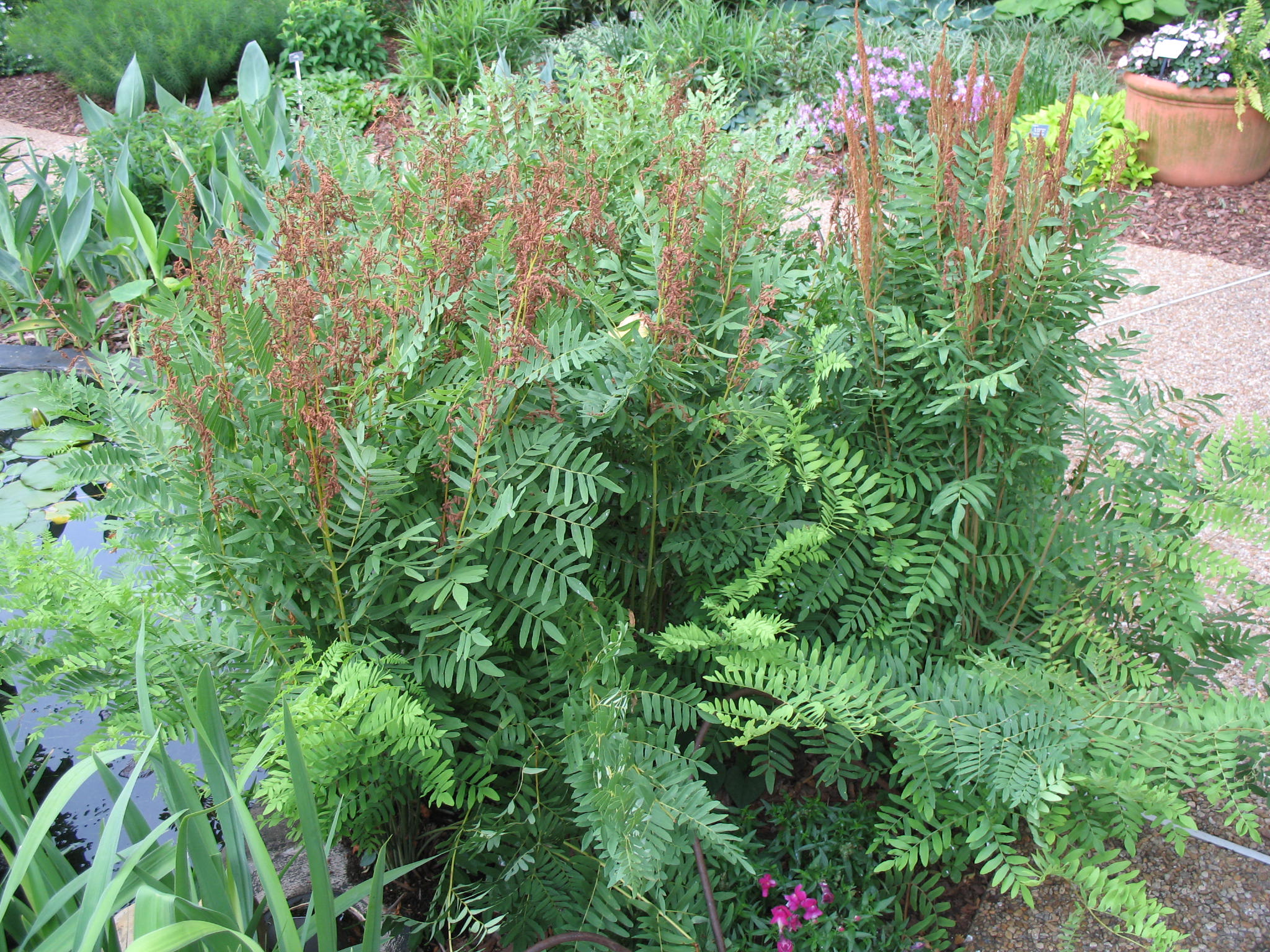 Osmunda regalis var. spectabilis / Osmunda regalis var. spectabilis