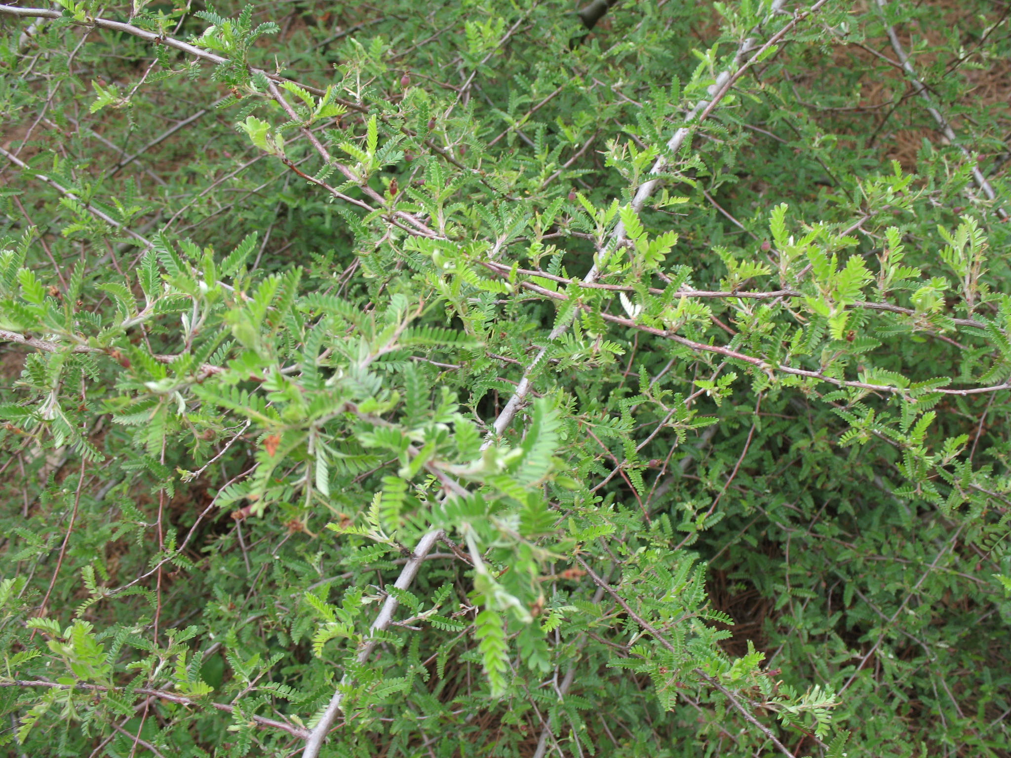 Osteomeles schweriniae  / Chinese Emperor Plum